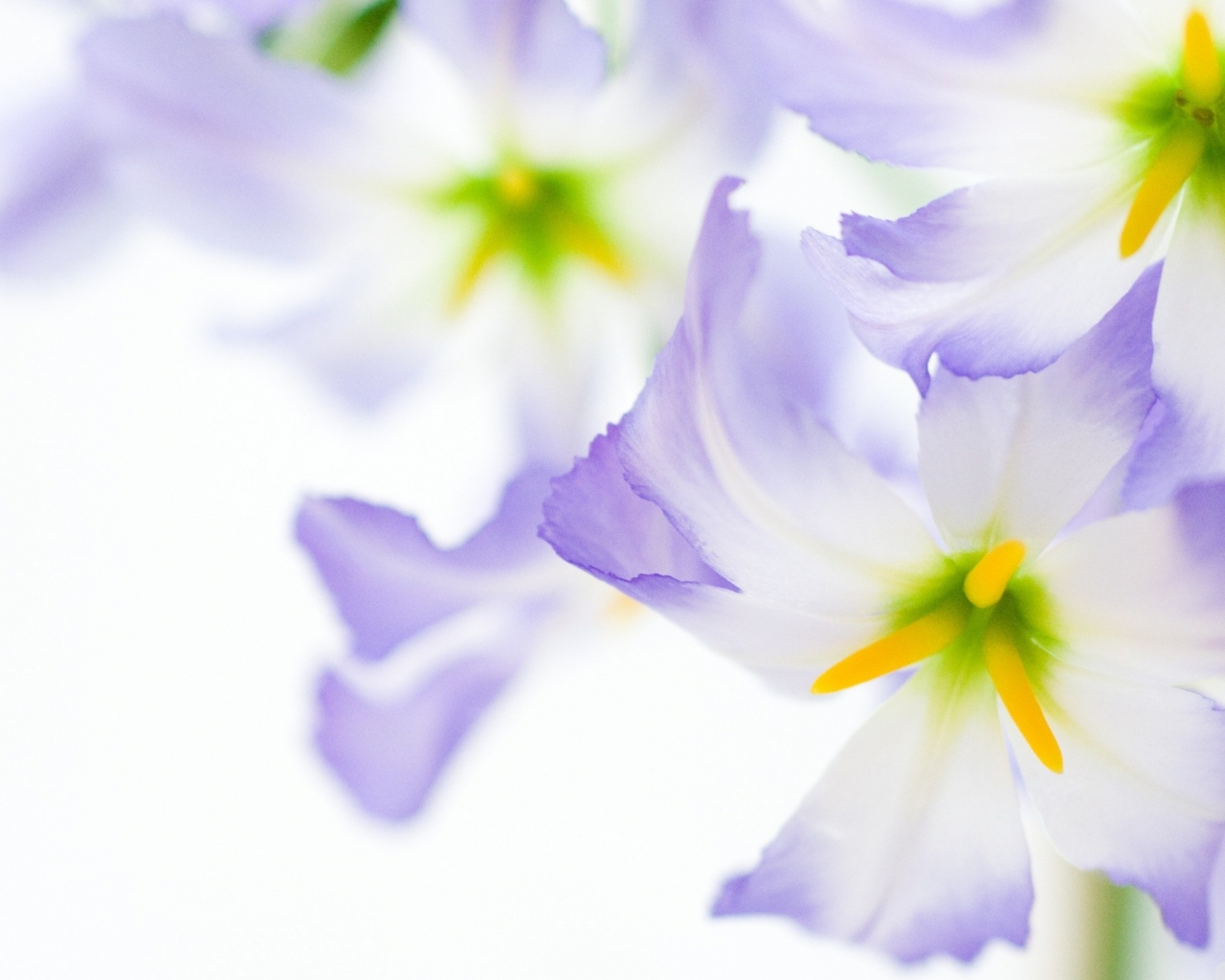 Free download Download White Purple Flower Wallpaper We provide the best [2560x1440] for your Desktop, Mobile & Tablet. Explore White Floral Wallpaper. Blue and White Floral Wallpaper, Pink and