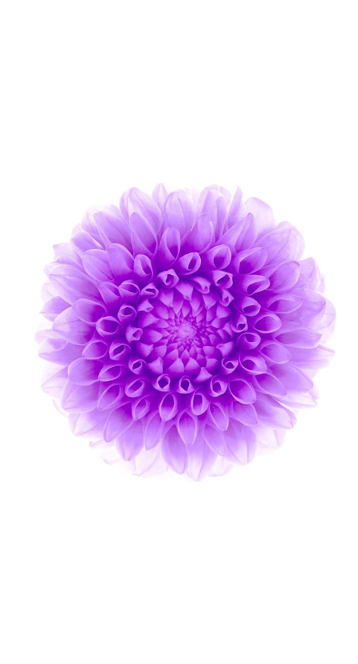 flower purple white. wallpaper.sc iPhone8Plus