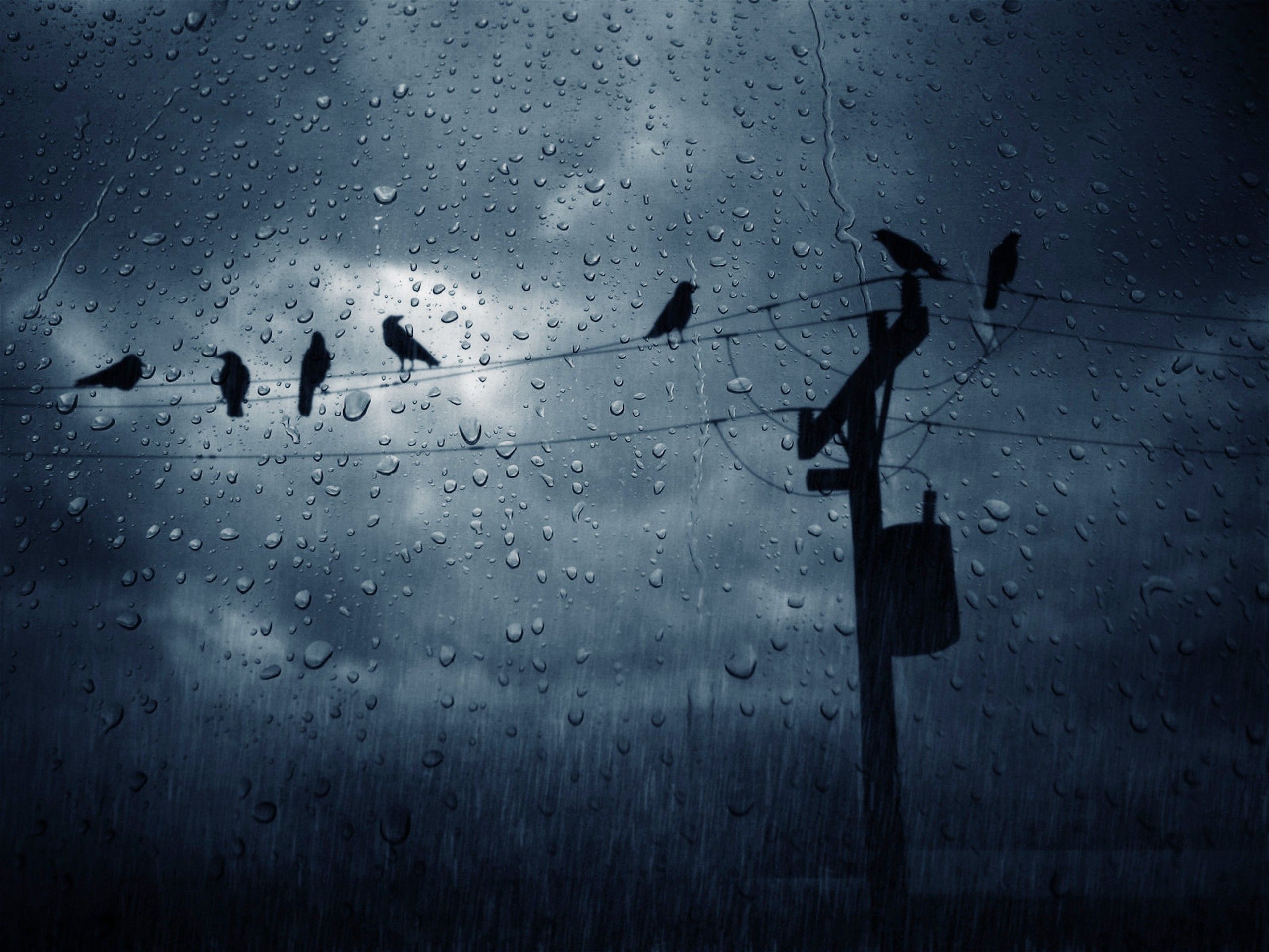 birds rain clouds power lines simple utility pole Wallpaper HD. Rain wallpaper, Rain picture, iPhone wallpaper rain