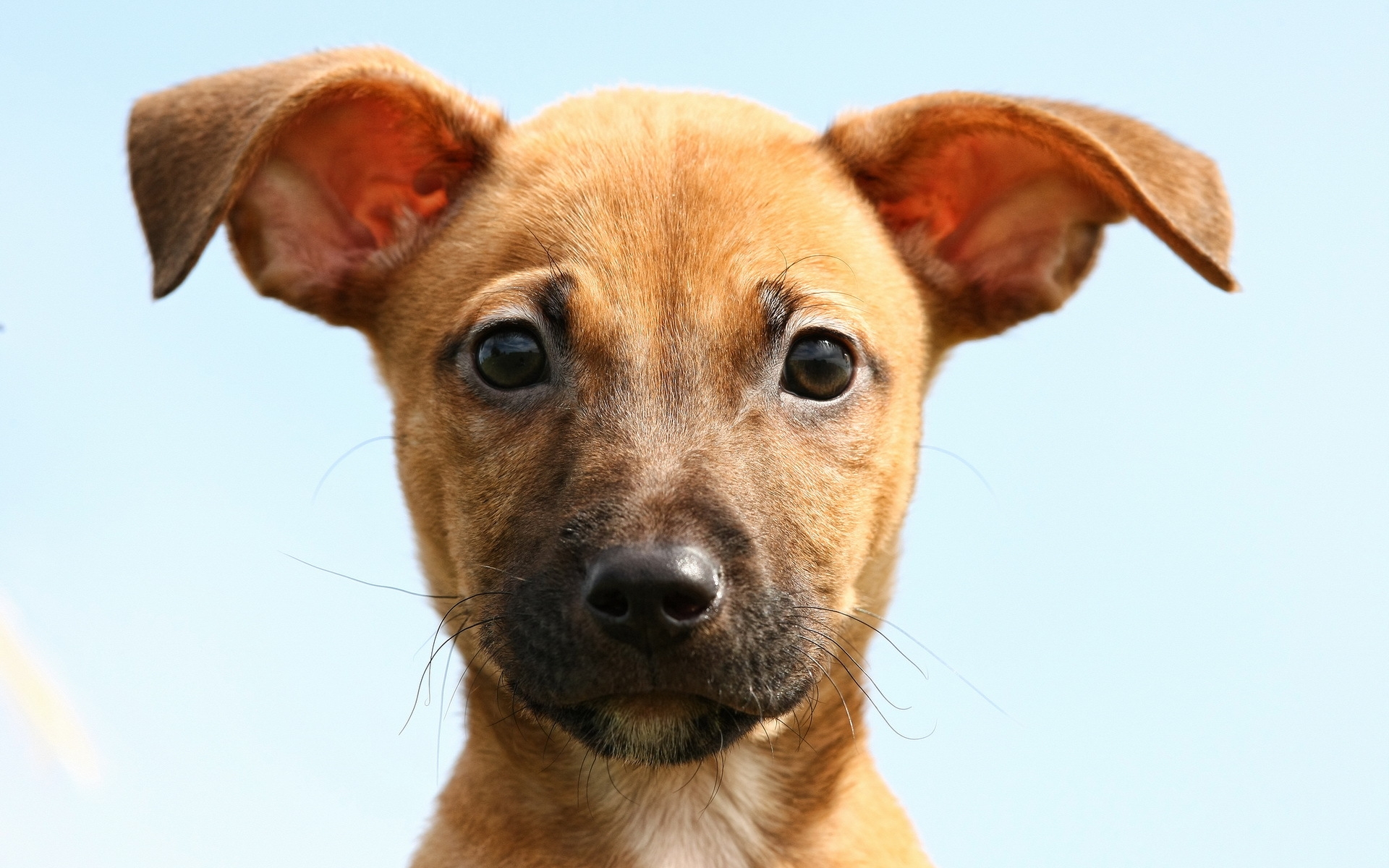 Wallpaper, face, eyes, little, puppy, vertebrate, snout, animal sports, dog like mammal, dog crossbreeds, dog breed, terrier, street dog, rhodesian ridgeback, black mouth cur, german pinscher 1920x1200