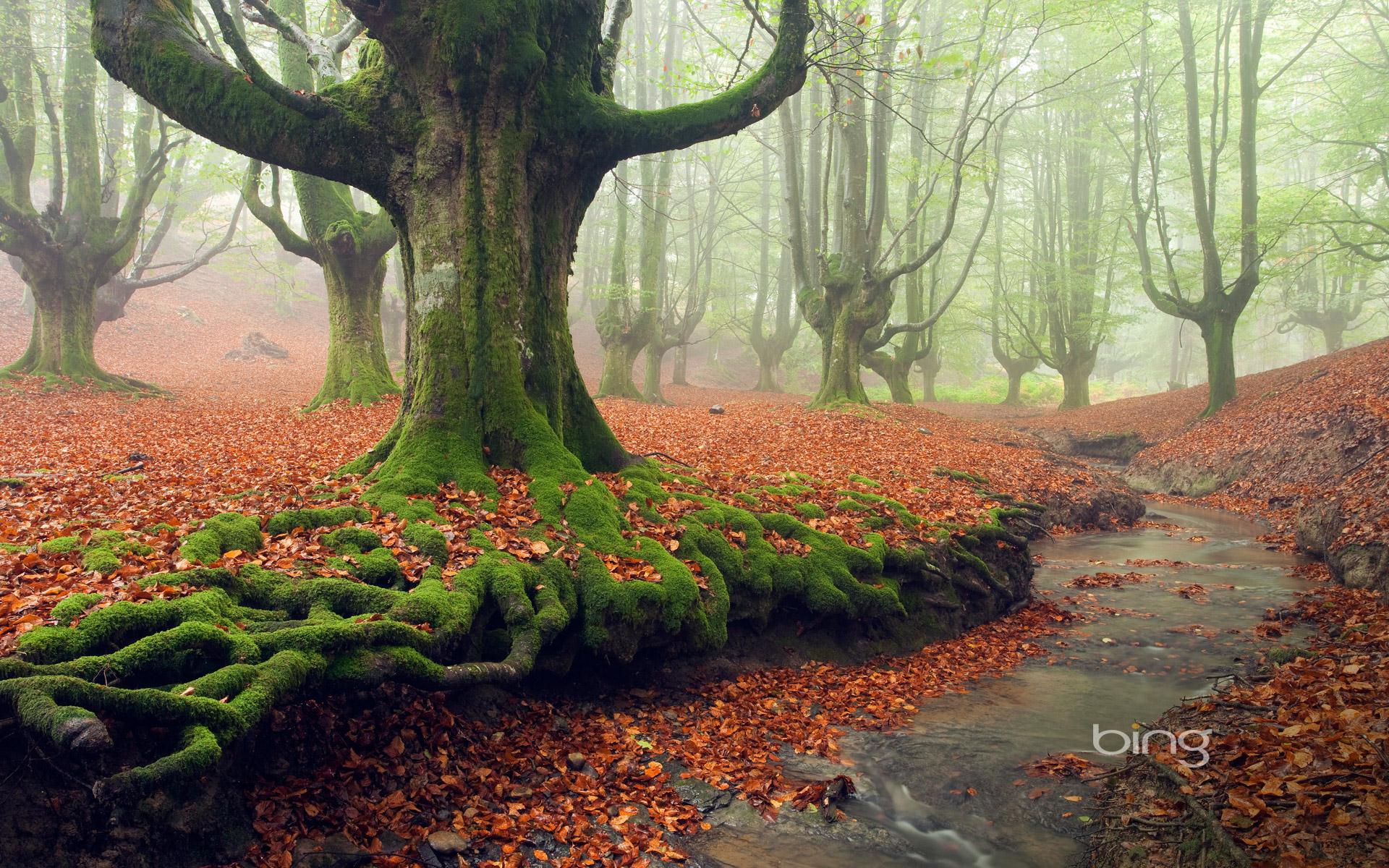 Moss Covered Tree Roots In Gorbea Natural Park Basque Forest Park Nz