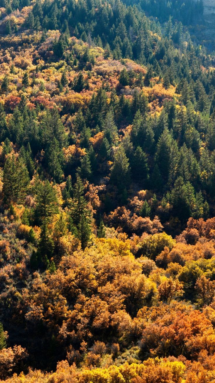 iPhone Wallpaper To Fall In Love With Autumn. Preppy Wallpaper. iPhone wallpaper fall, Nature iphone wallpaper, Preppy wallpaper