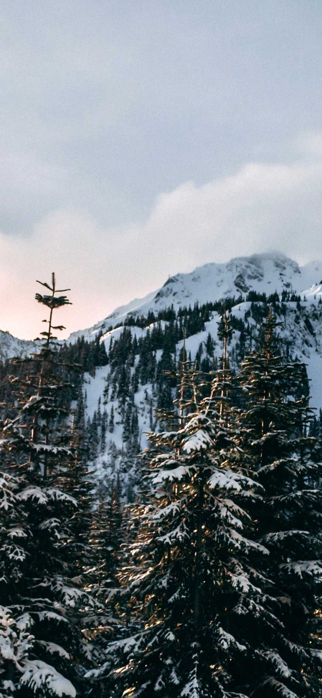 iPhone Pro Wallpaper Winter mountains fir trees snow wallpaper Hd#fir #iphone #mountains #pro #snow #tr. Snow wallpaper iphone, Snow wallpaper hd, Snow wallpaper