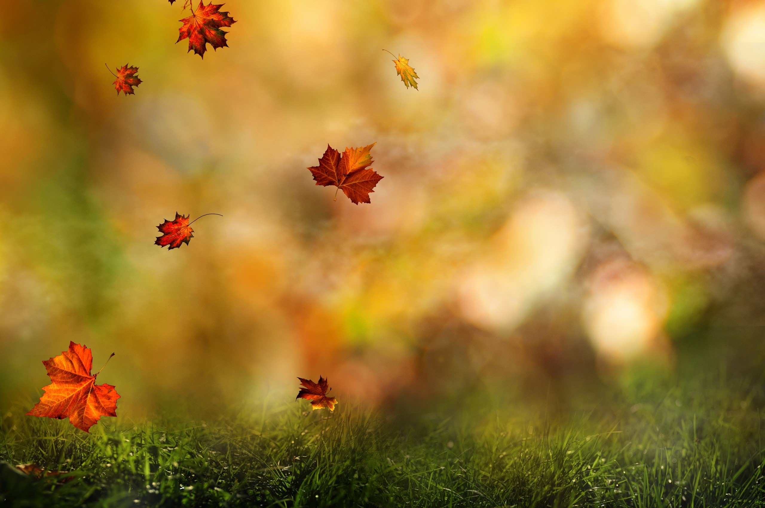 Leaves, Maple, Flying, Grass, Autumn wallpaper