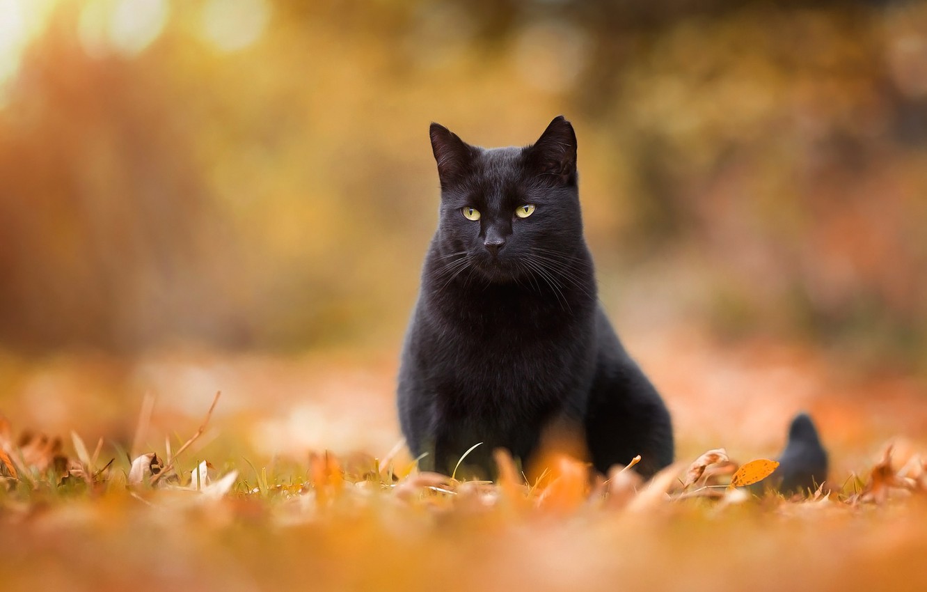 Black Cat Autumn Wallpapers - Wallpaper Cave