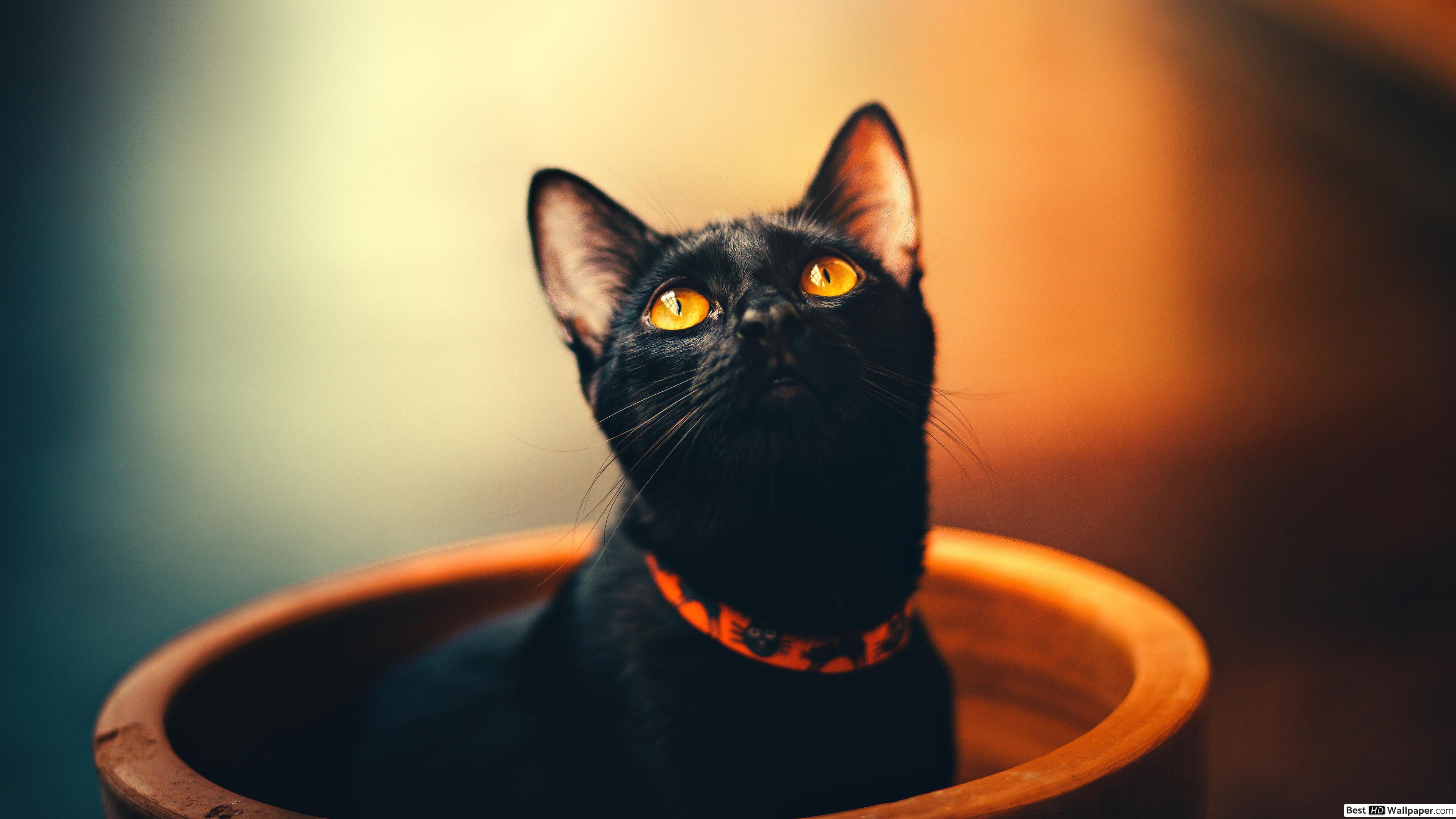 Black Cat with orange eyes HD wallpaper download