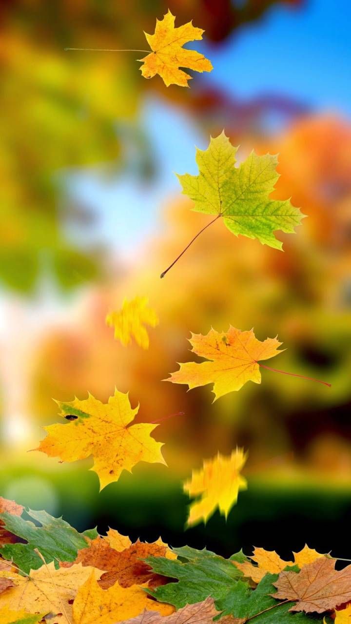 Download Leaves Wallpaper by honeybee87 now. Browse millions of popular autu. Autumn leaves wallpaper, Leaf wallpaper, Photography wallpaper
