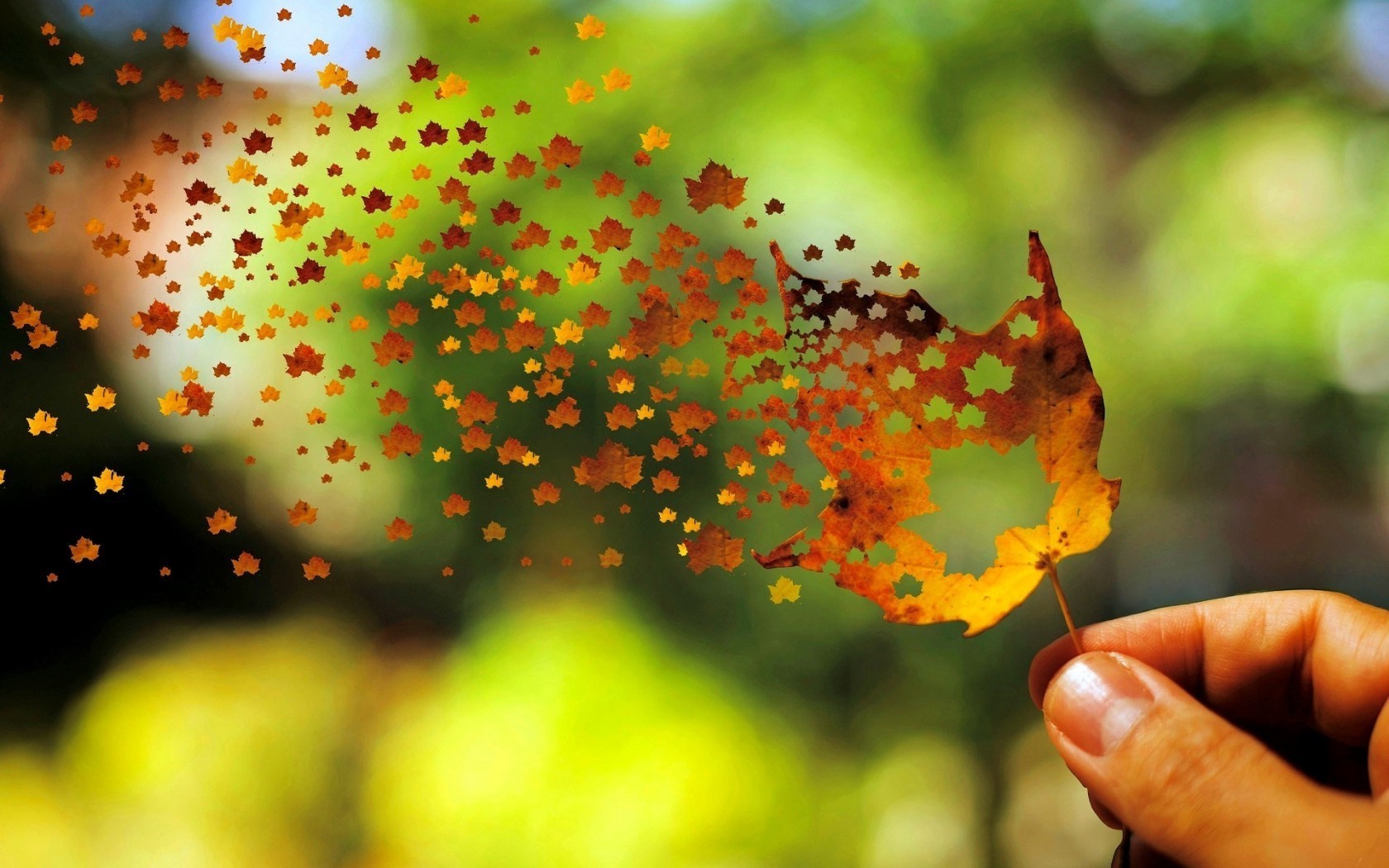 Wallpaper, 1680x1050 px, depth of field, fall, fingers, flying, leaves, nature, photo manipulation, trees 1680x1050