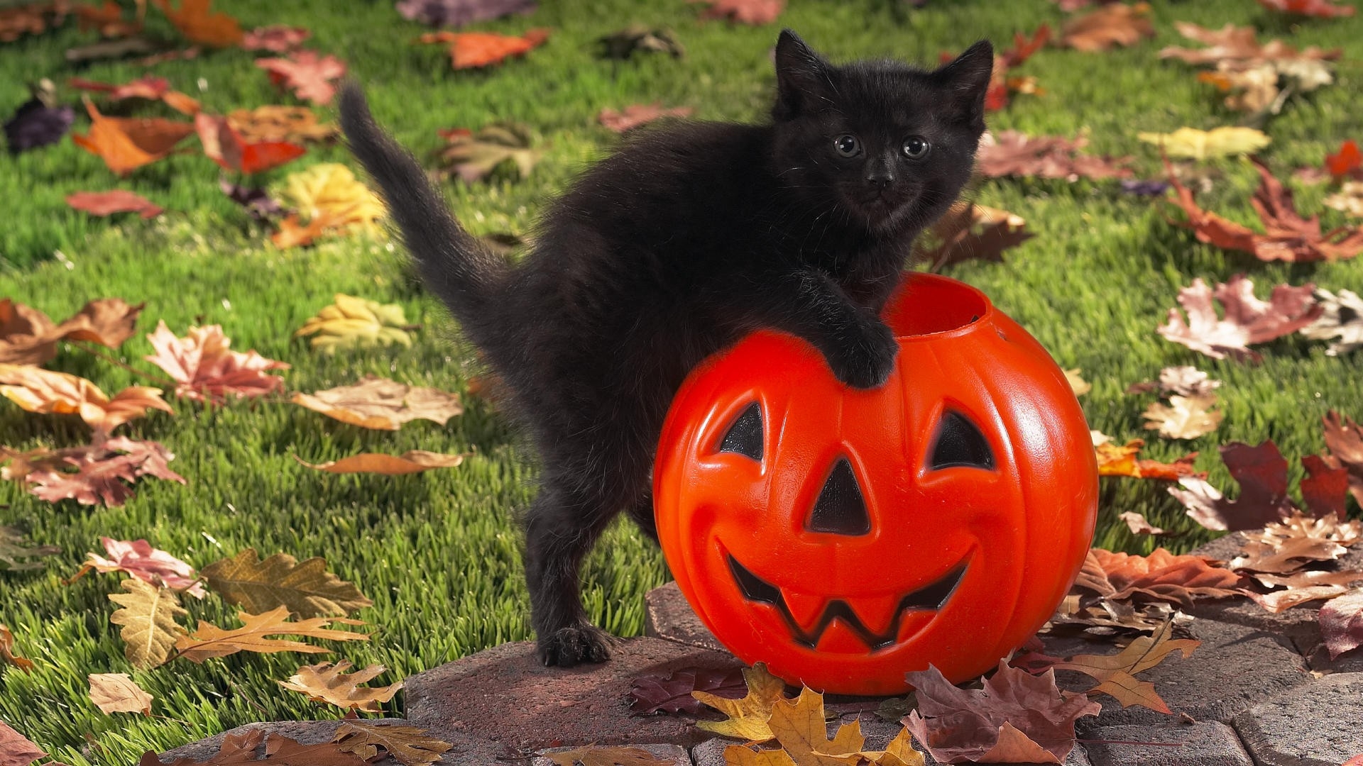 Black Cat Autumn Wallpapers - Wallpaper Cave