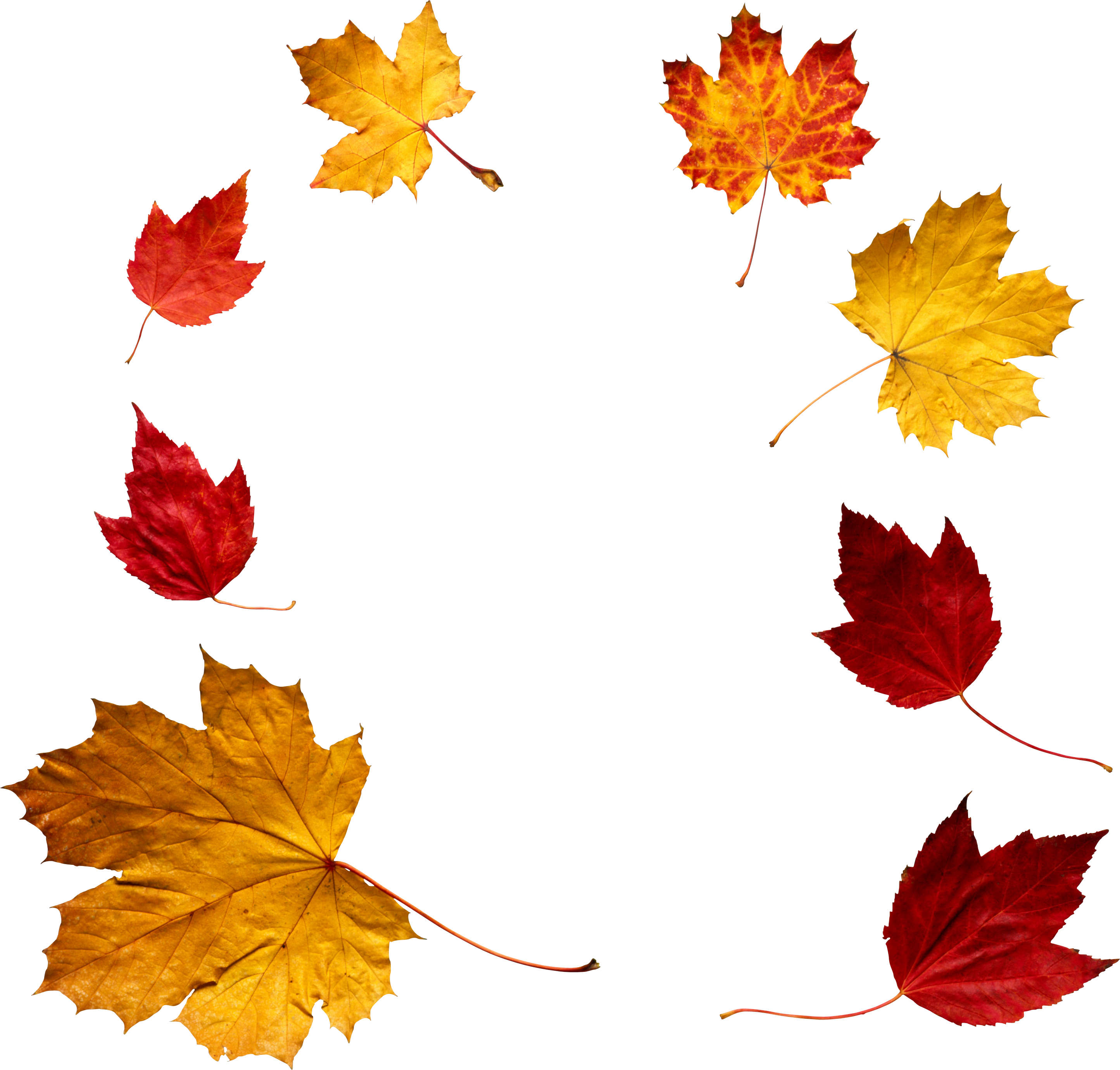 Fall Leaf Png