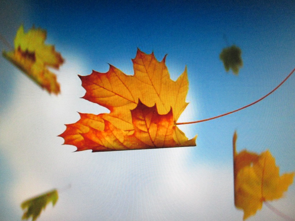 Flying on the wind. The maple leaves fly on the wind with h