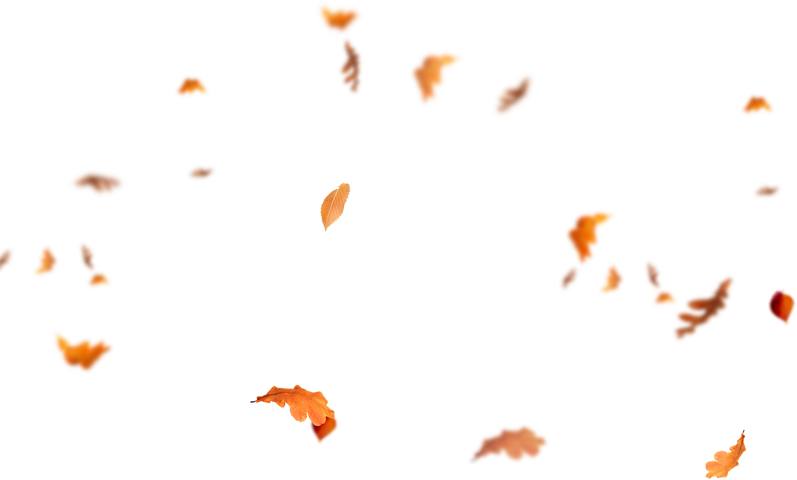 download falling leaves png image autumn leaf png [FREE]. Fall leaves png, Autumn leaves, Png