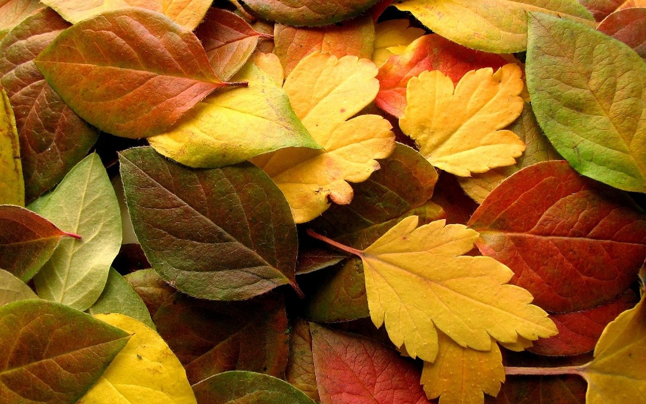 Download free photo of Autumn, leaves, nature, fallen leaves, yellow