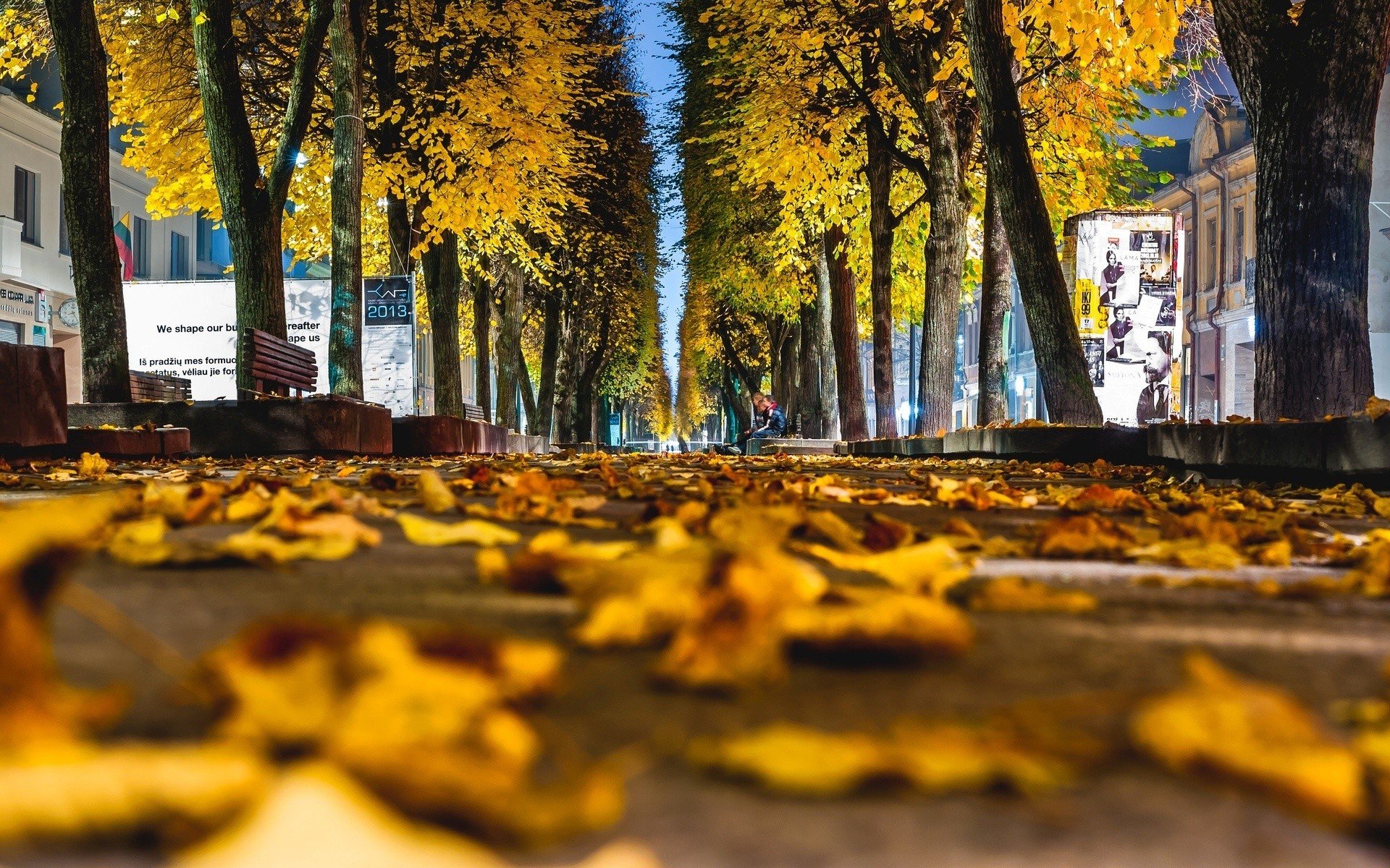 worms eye view trees leaves fall street new york city HD wallpaper, Background