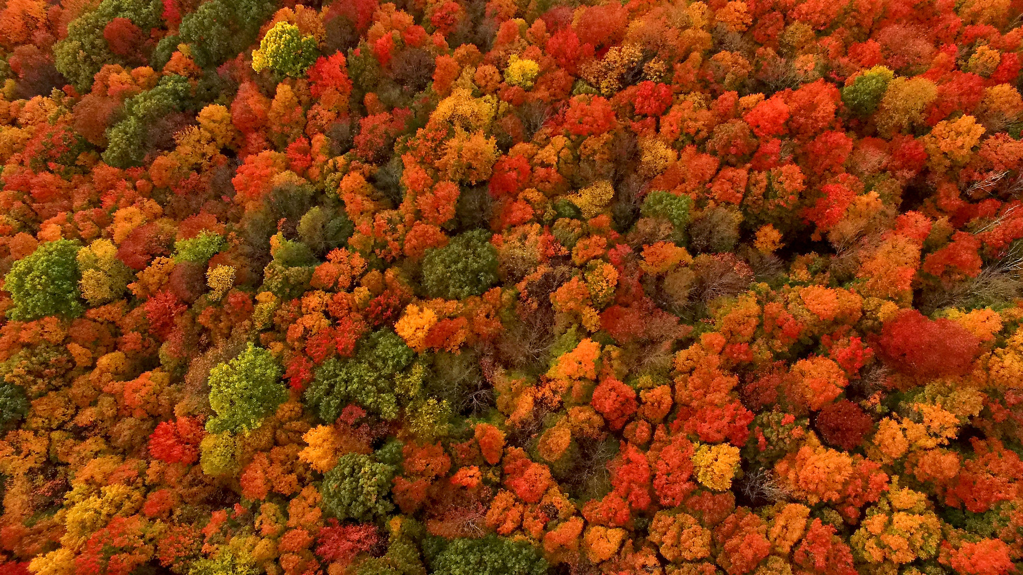 Why Does Fall Foliage Turn So Red and Fiery? It Depends