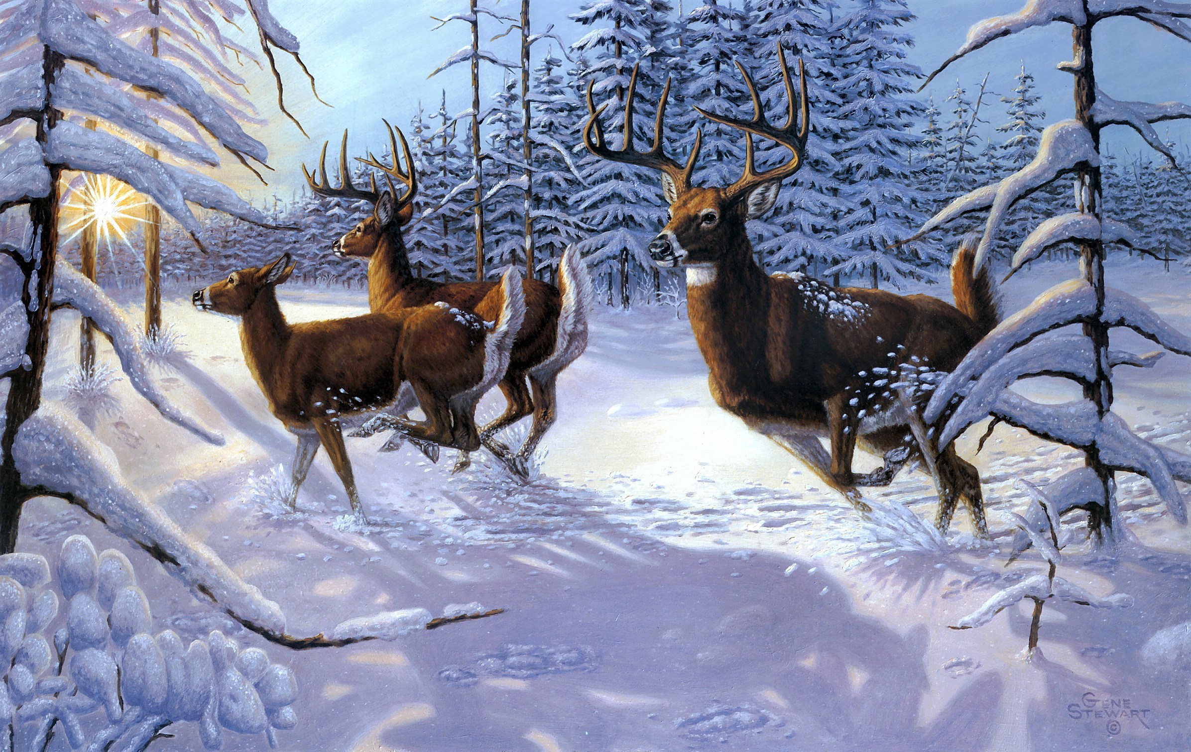 Gene Stewart Winter sow forst deer wallpaperx1511