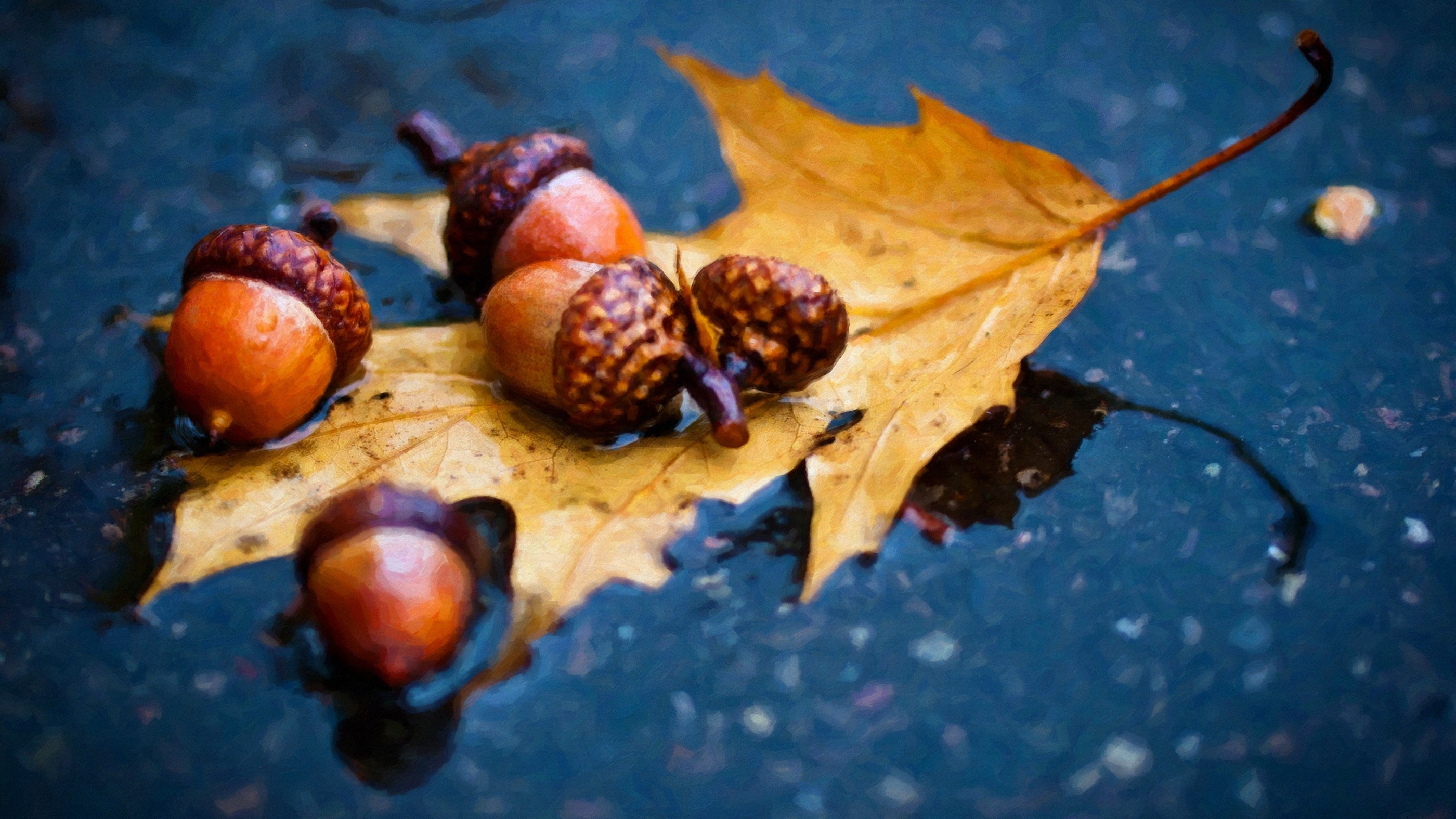 Nuts Autumn Wallpapers - Wallpaper Cave