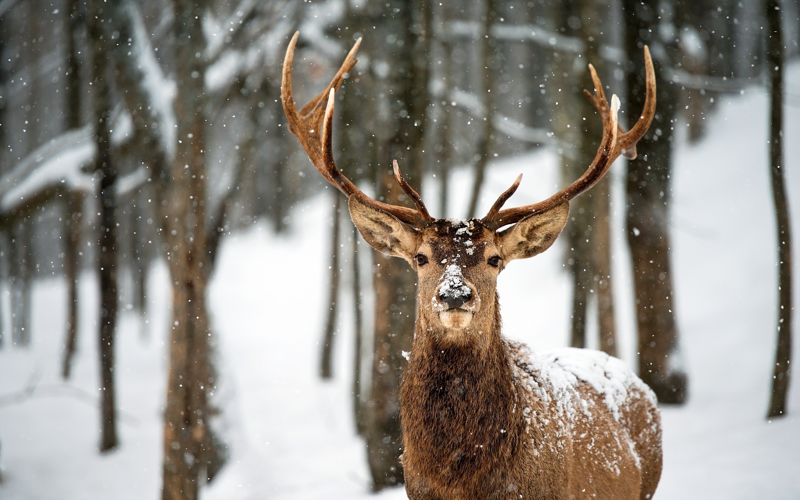 Wallpaper, animals, nature, snow, winter, wildlife, elk, reindeer, weather, season, fauna, mammal, vertebrate, white tailed deer 2560x1600