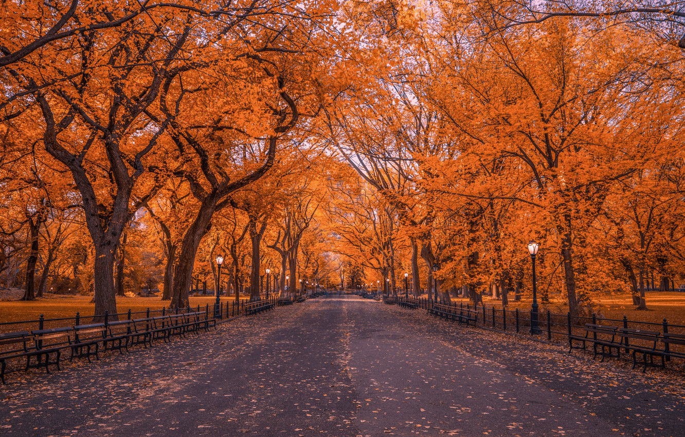 Wallpaper autumn, trees, Park, foliage, New York, the evening, John S image for desktop, section пейзажи