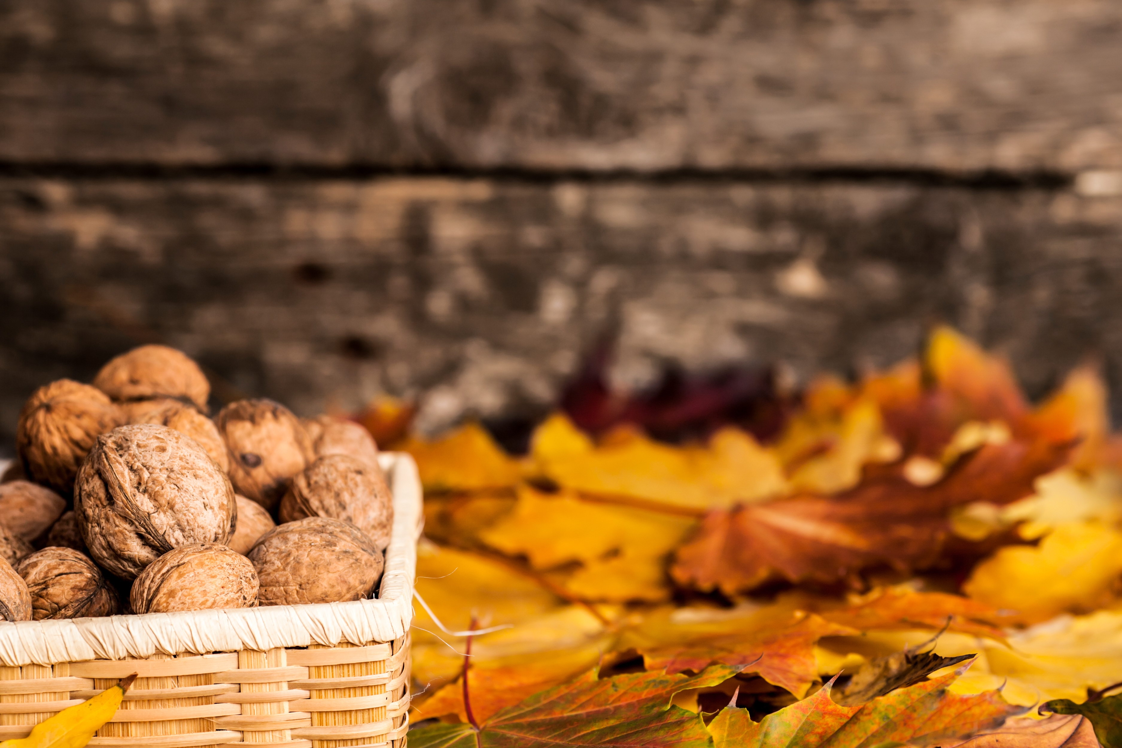 Nuts Autumn Wallpapers - Wallpaper Cave