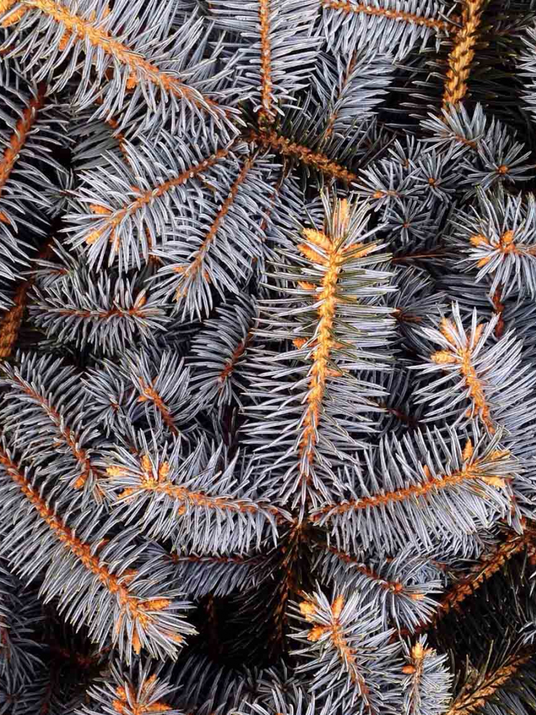 Free download 24 Wallpaper To Style Your New Gold iPhone Xs Preppy Wallpaper [1730x1155] for your Desktop, Mobile & Tablet. Explore Pics Of New Wallpaper. Free Wallpaper Picture, Nature