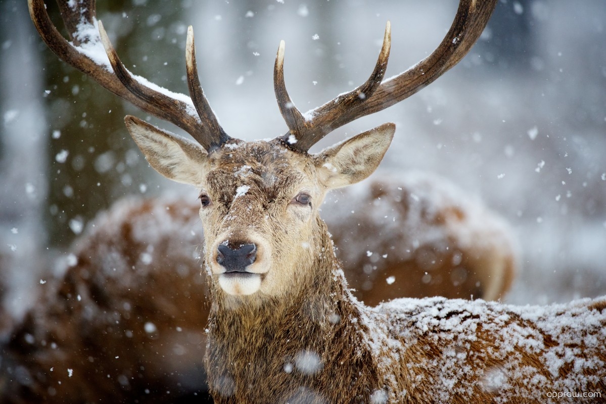 Deer In Winter Wallpaper download HD Wallpaper