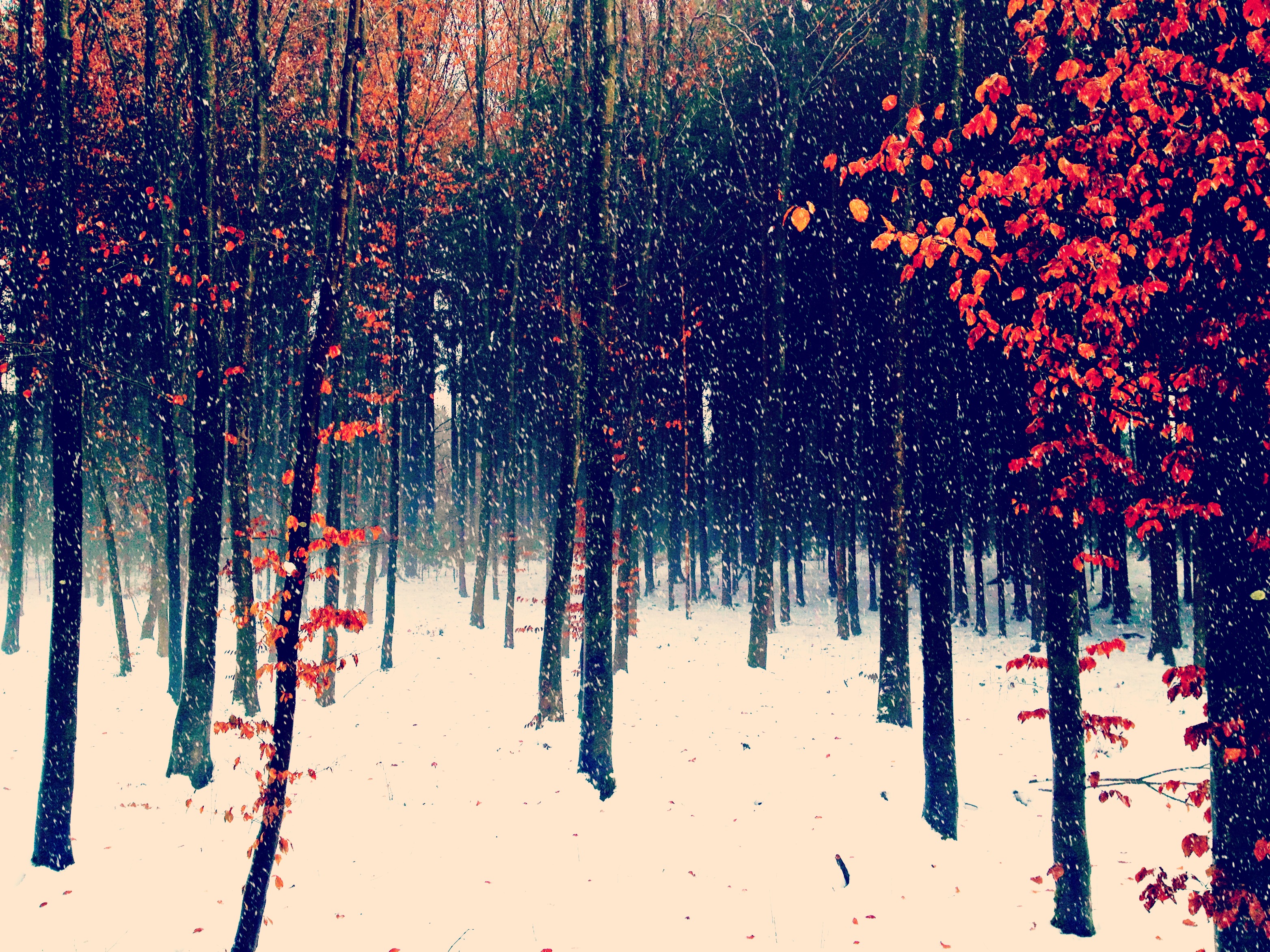 Wallpaper, trees, winter, snow, nature, forest, vintage, landscape, Switzerland, quote, quotes, winterwonderland, semisonic, hcs, happyclichesaturday 3128x2346