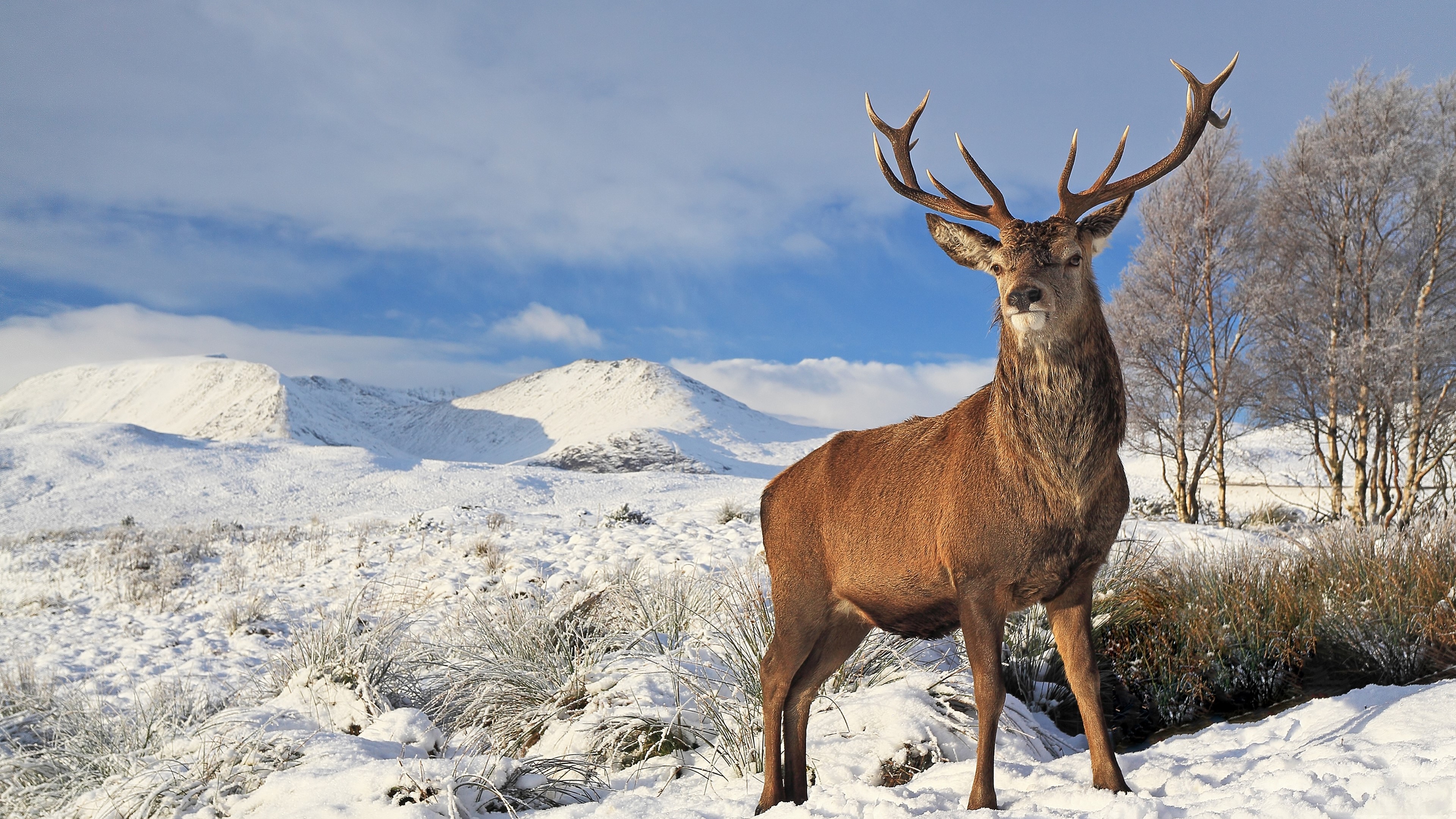 deer HD wallpaper, Background