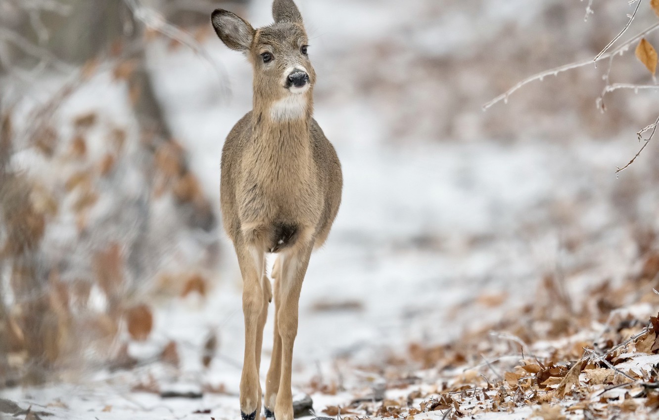 Wallpaper Winter, Nature, White Tailed Deer Image For Desktop, Section животные