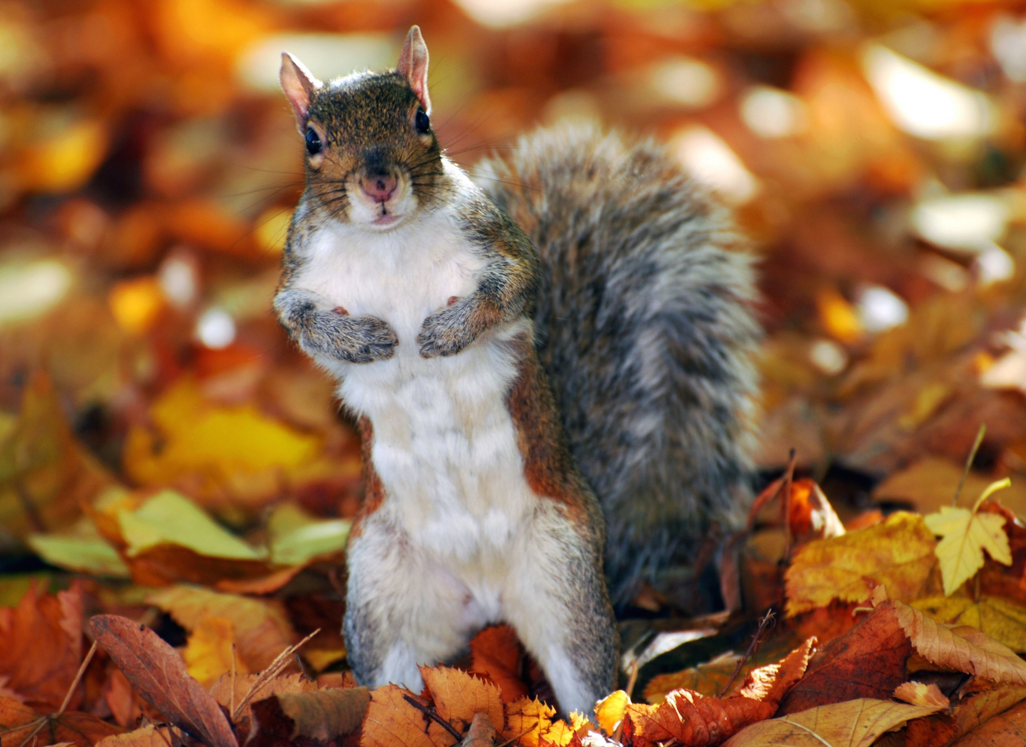 Autumn Squirrel Wallpaper. Free Autumn Downloads