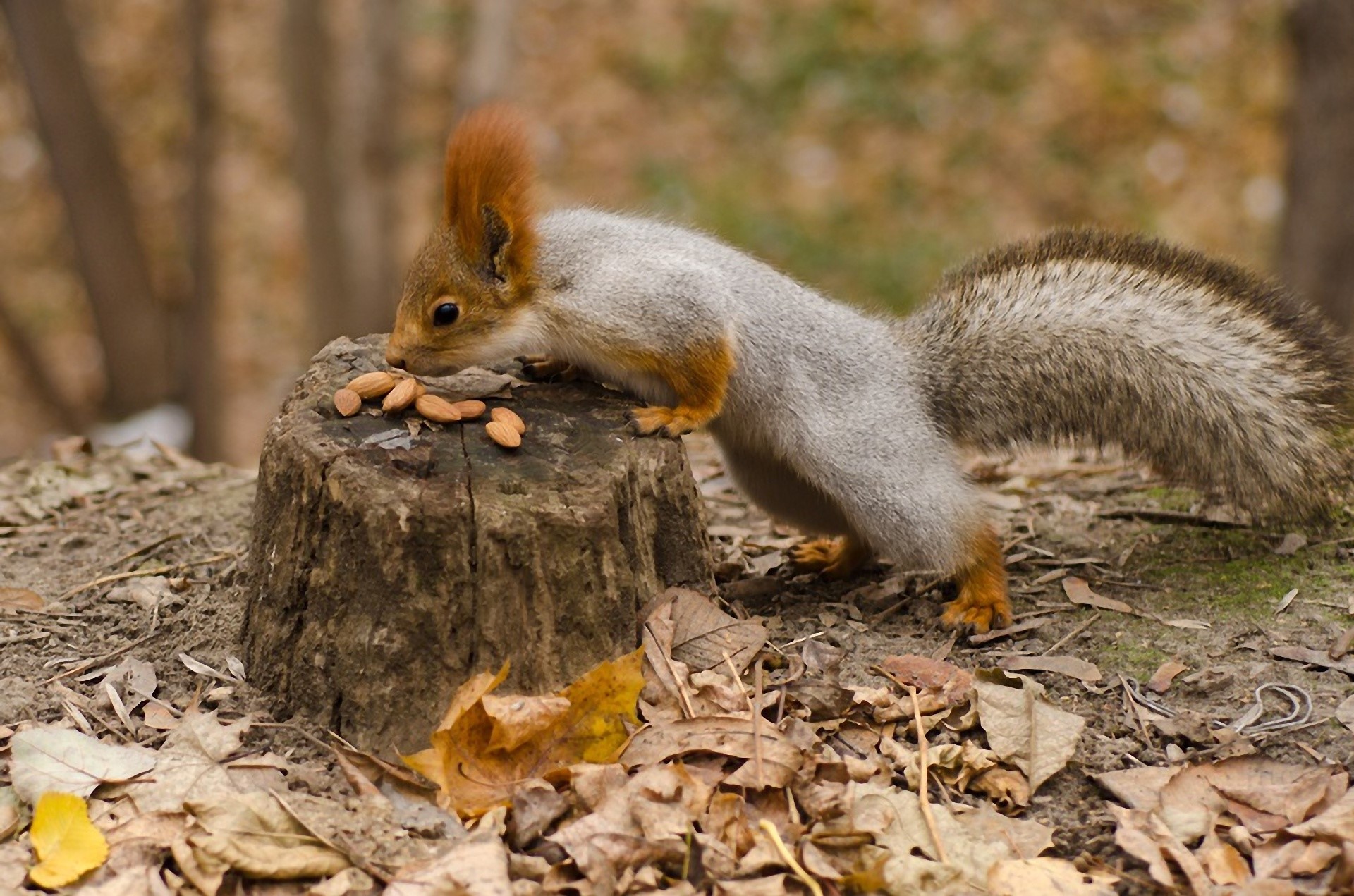 Squirrel, Nuts, Autumn, Leaves, Tree stump wallpaper
