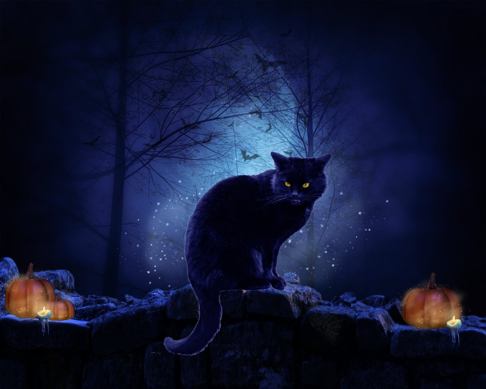 halloween cat wallpaper, cat, black cat, felidae, small to medium sized cats, darkness, sky, whiskers, night, illustration, midnight