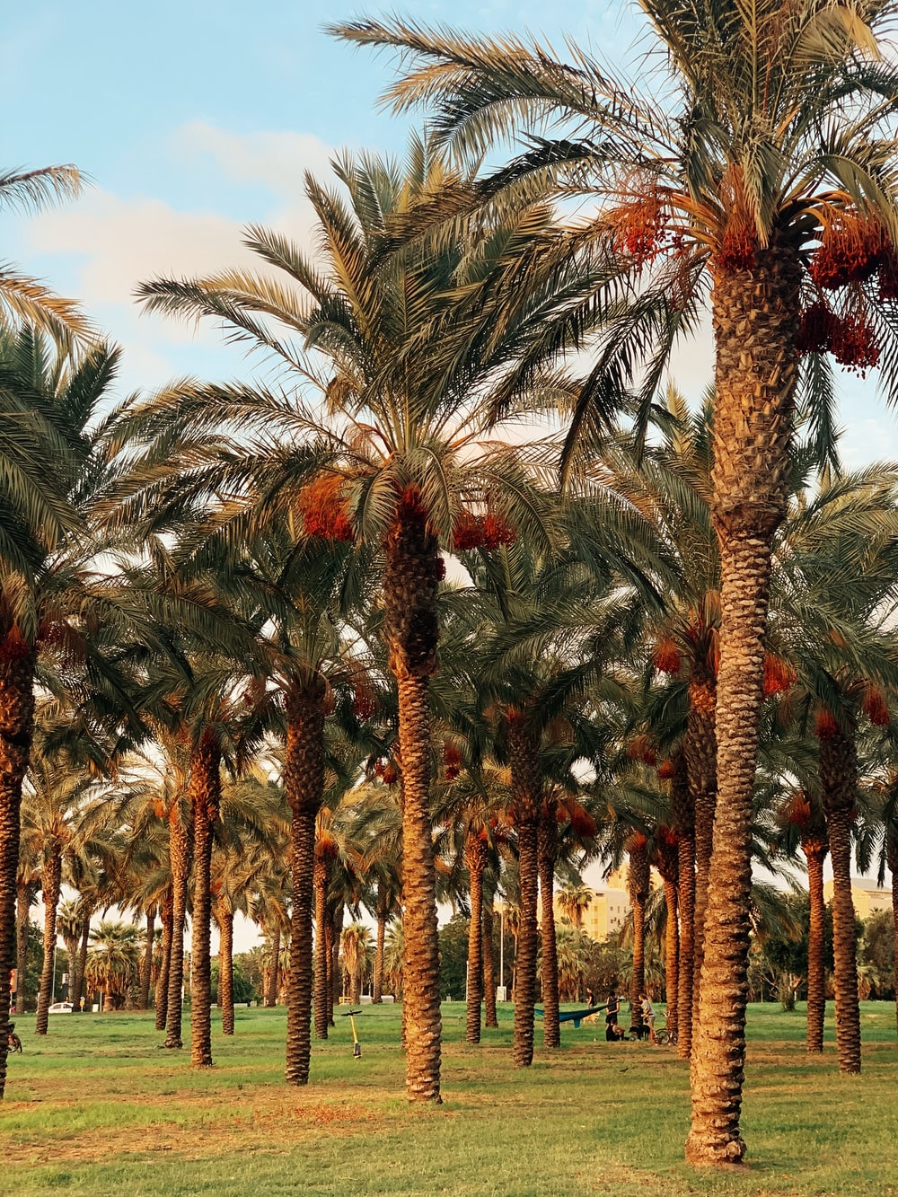 Date Palm Picture. Download Free Image
