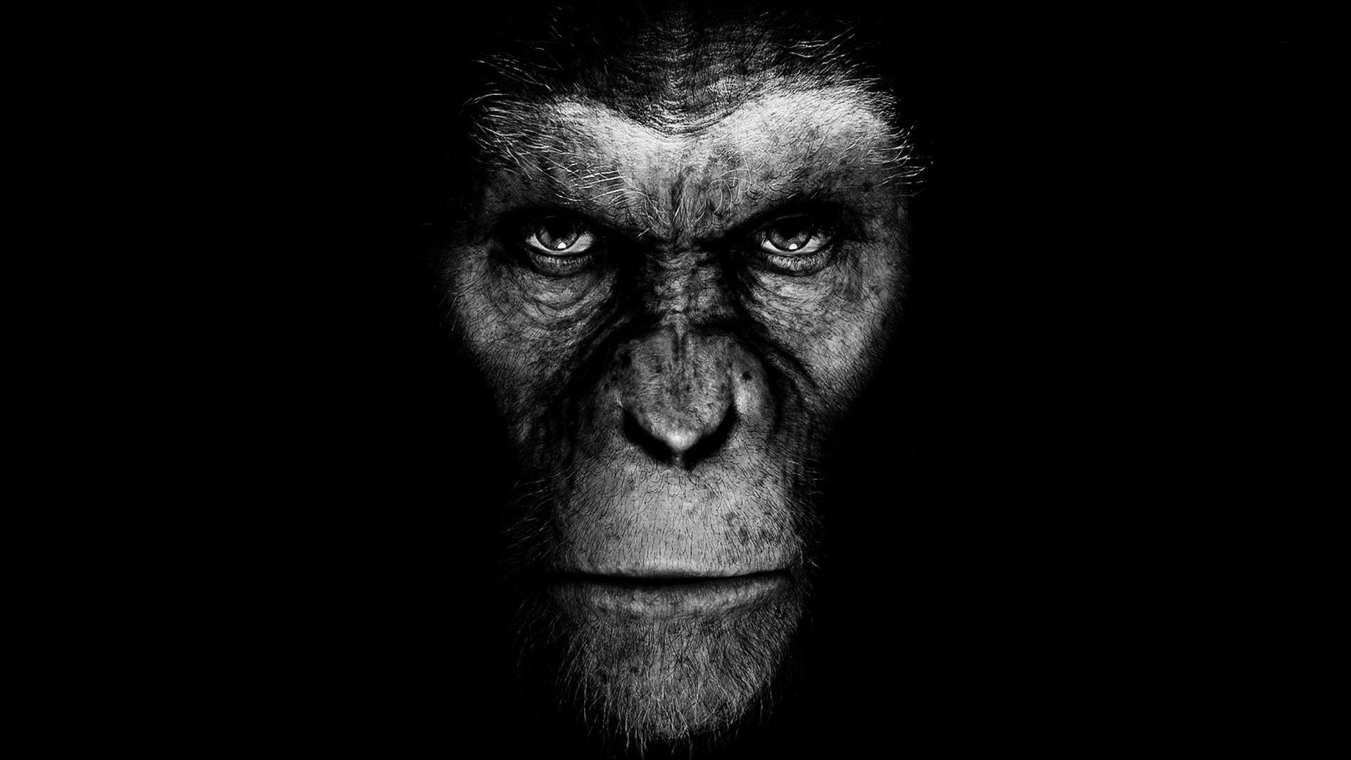 #artwork, #Planet of the Apes, #science fiction, #movies, wallpaper. Mocah HD Wallpaper