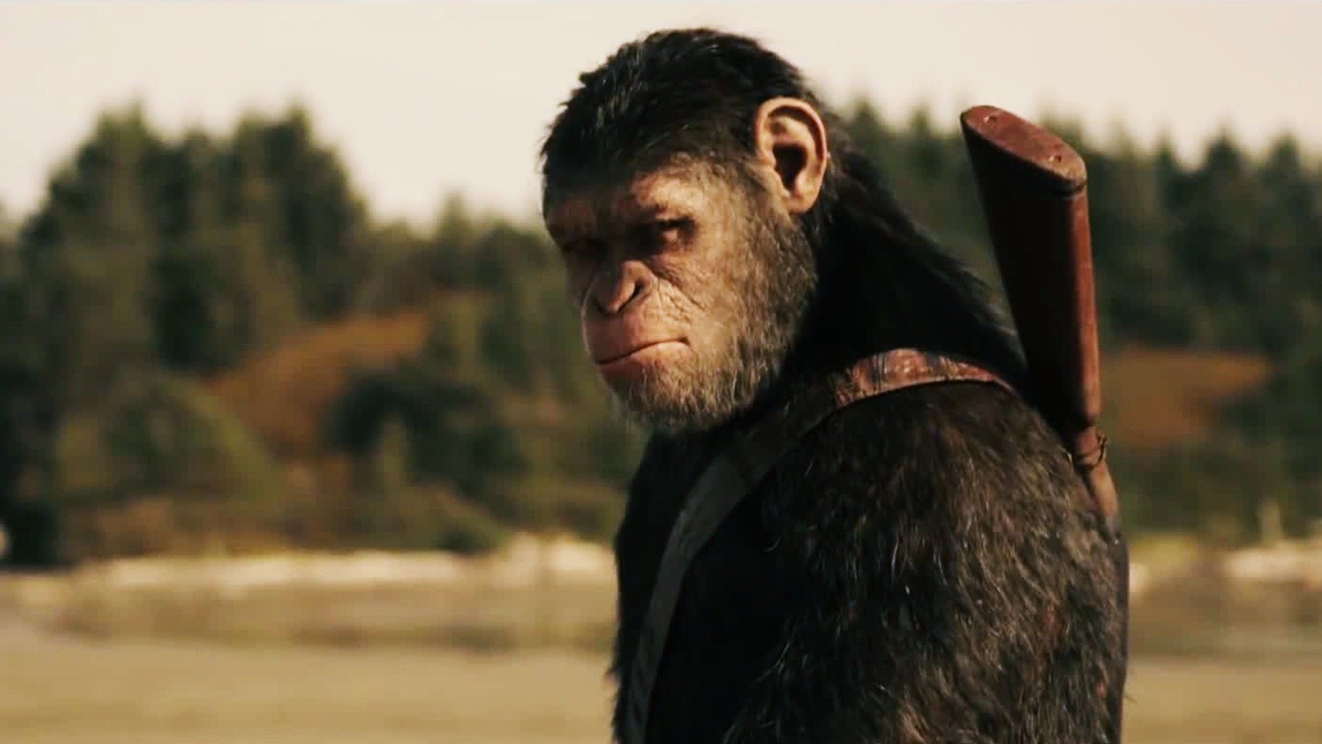 Planet of the Apes Wallpaper