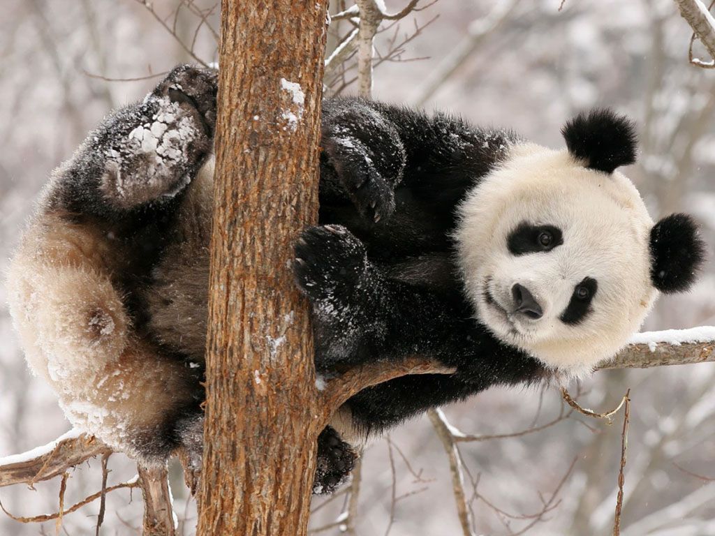 panda funny background