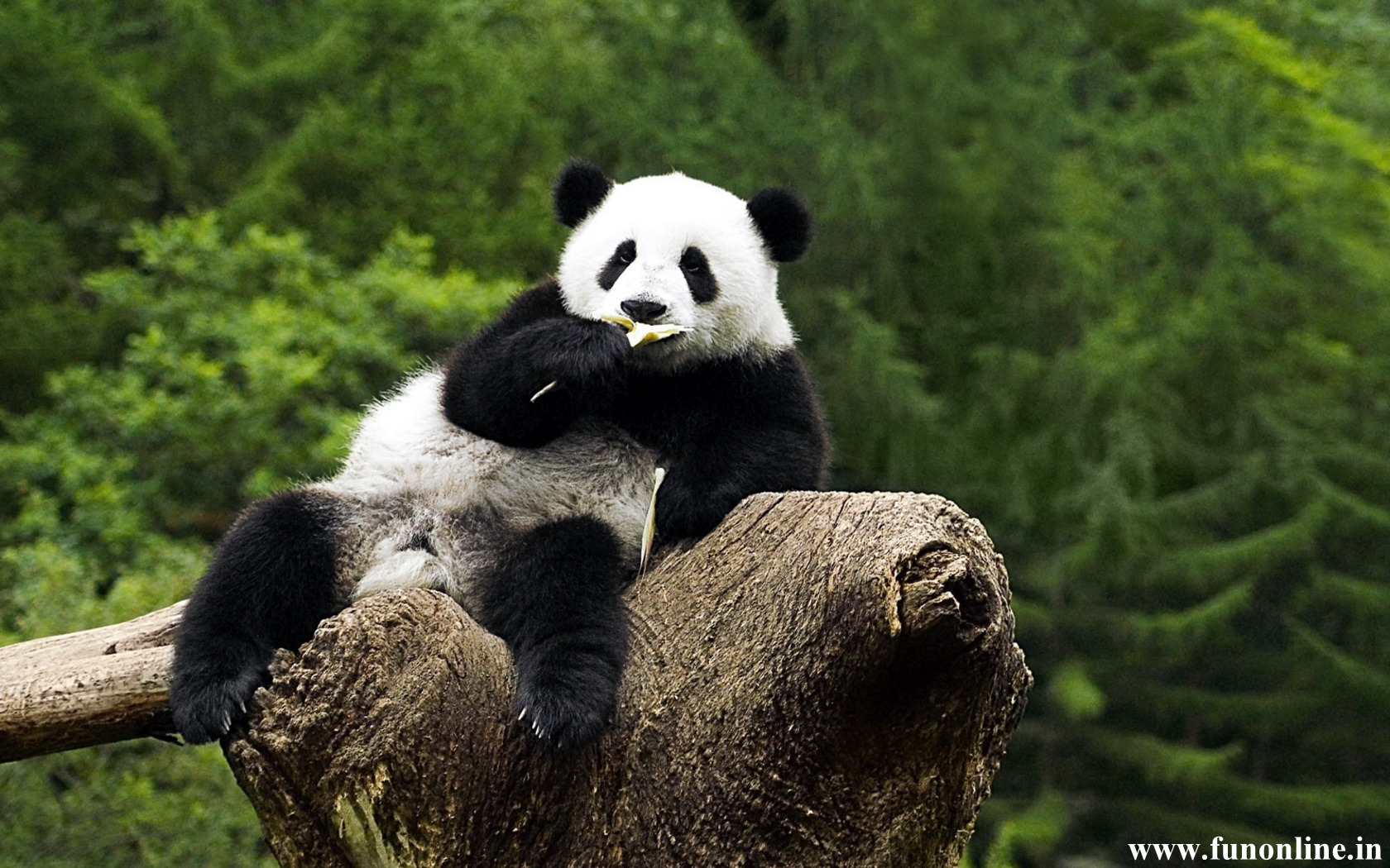 Free download Panda Wallpaper Download Cute and Funny Pandas HD Wallpaper Free [1680x1050] for your Desktop, Mobile & Tablet. Explore Cute Pandas Wallpaper. Cute Background, Cute Wallpaper, Background Cute