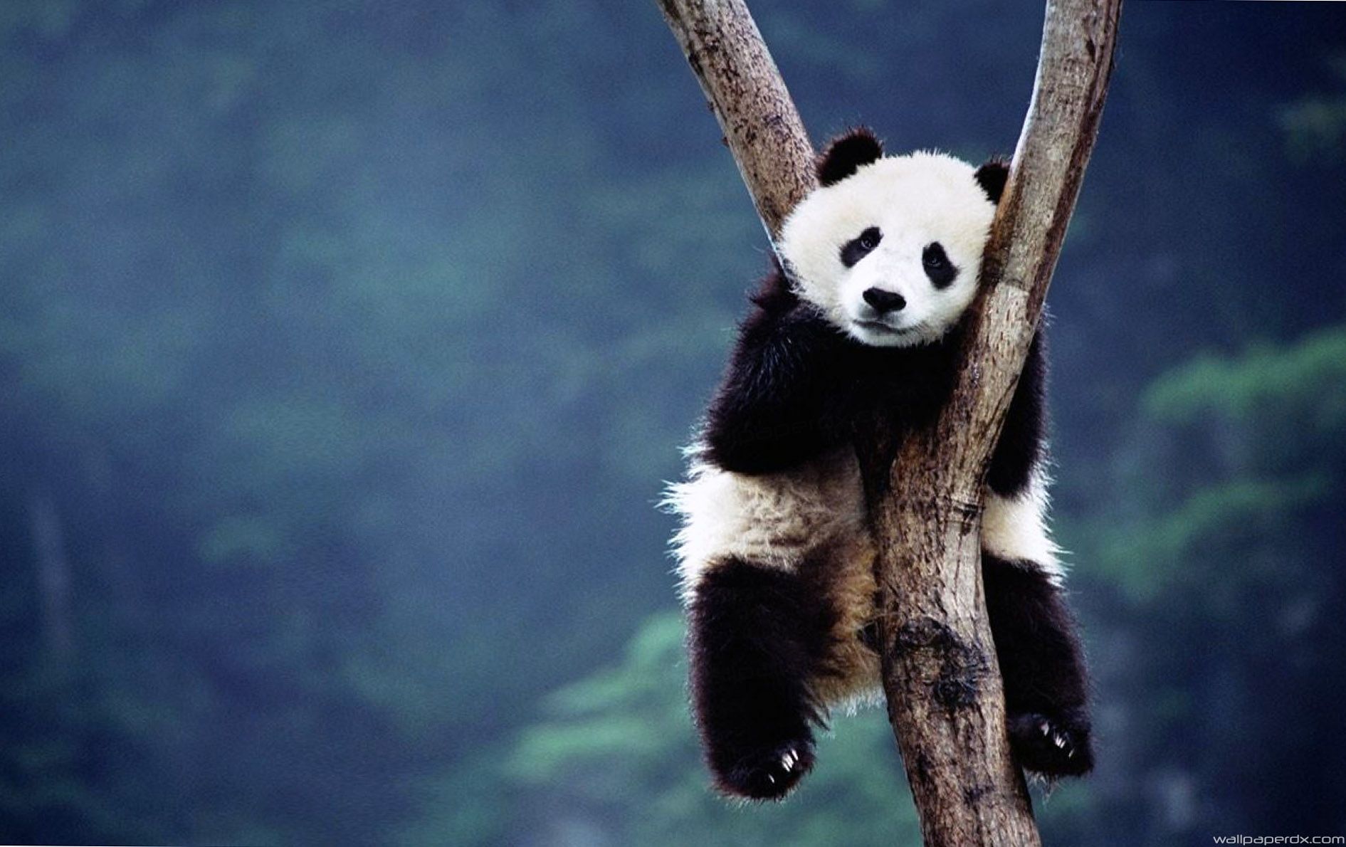 panda funny background