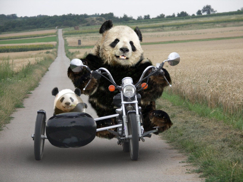 Funny Photo. Funny mages Gallery: Funny Panda Wallpaper