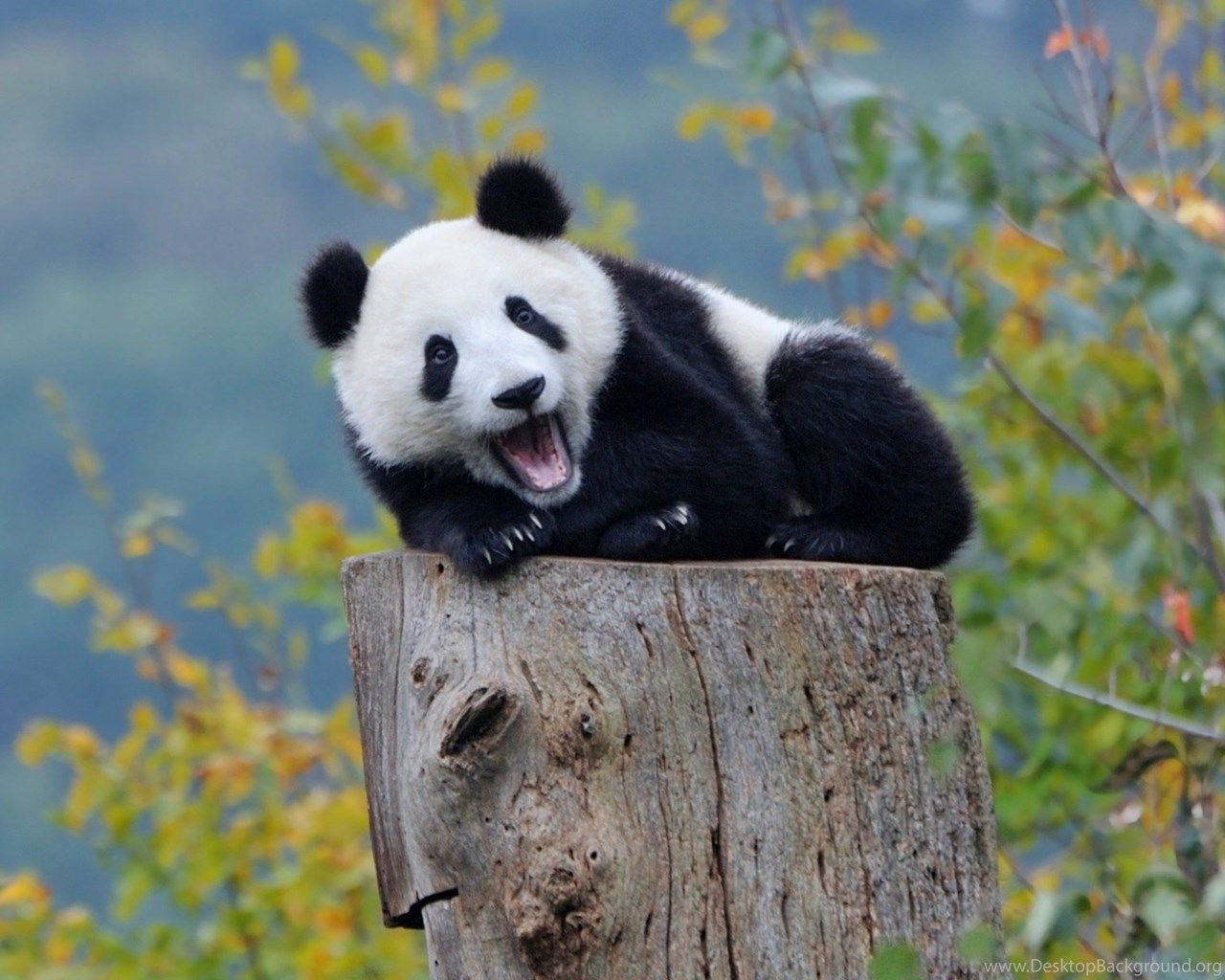 Cute Baby Panda Wallpaper