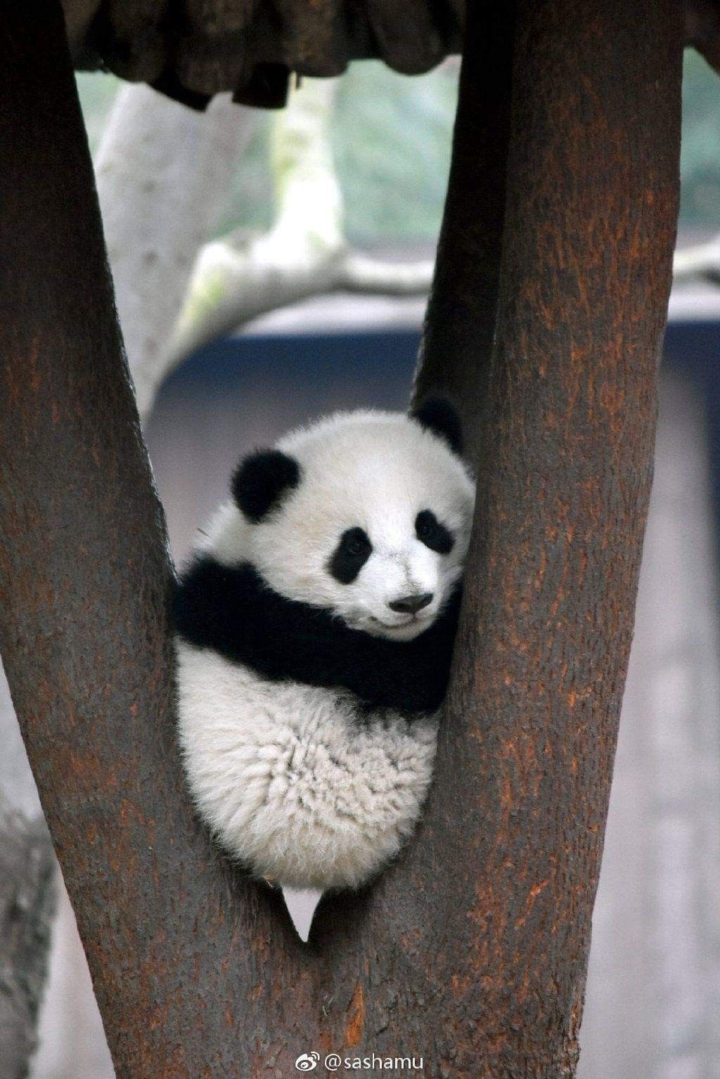 Funny Panda Picture ideas. panda, funny panda picture, panda bear