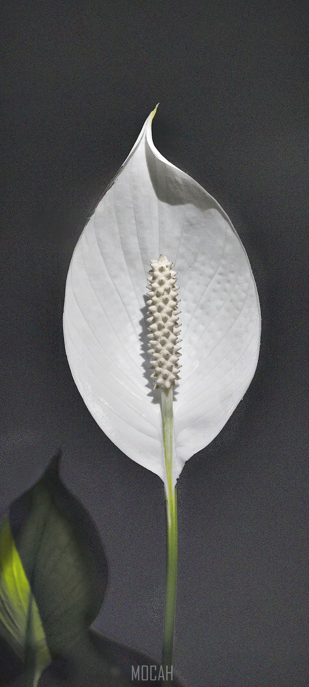 Leaf, Plants, Flower, Plant, Plant Stem, Xiaomi Redmi Note 9 Pro wallpaper HD download, 1080x2400. Mocah HD Wallpaper