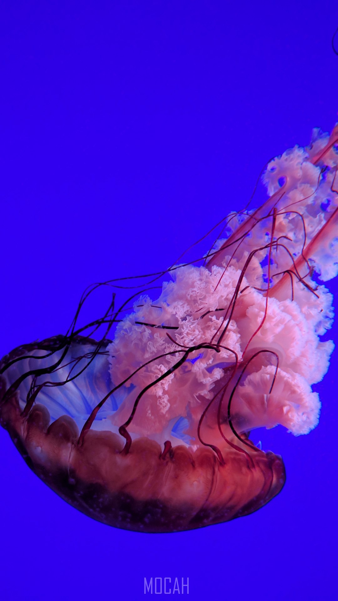 sea ocean underwater and water hd, Sony Xperia XA1 Ultra wallpaper free download, 1080x1920. Mocah HD Wallpaper