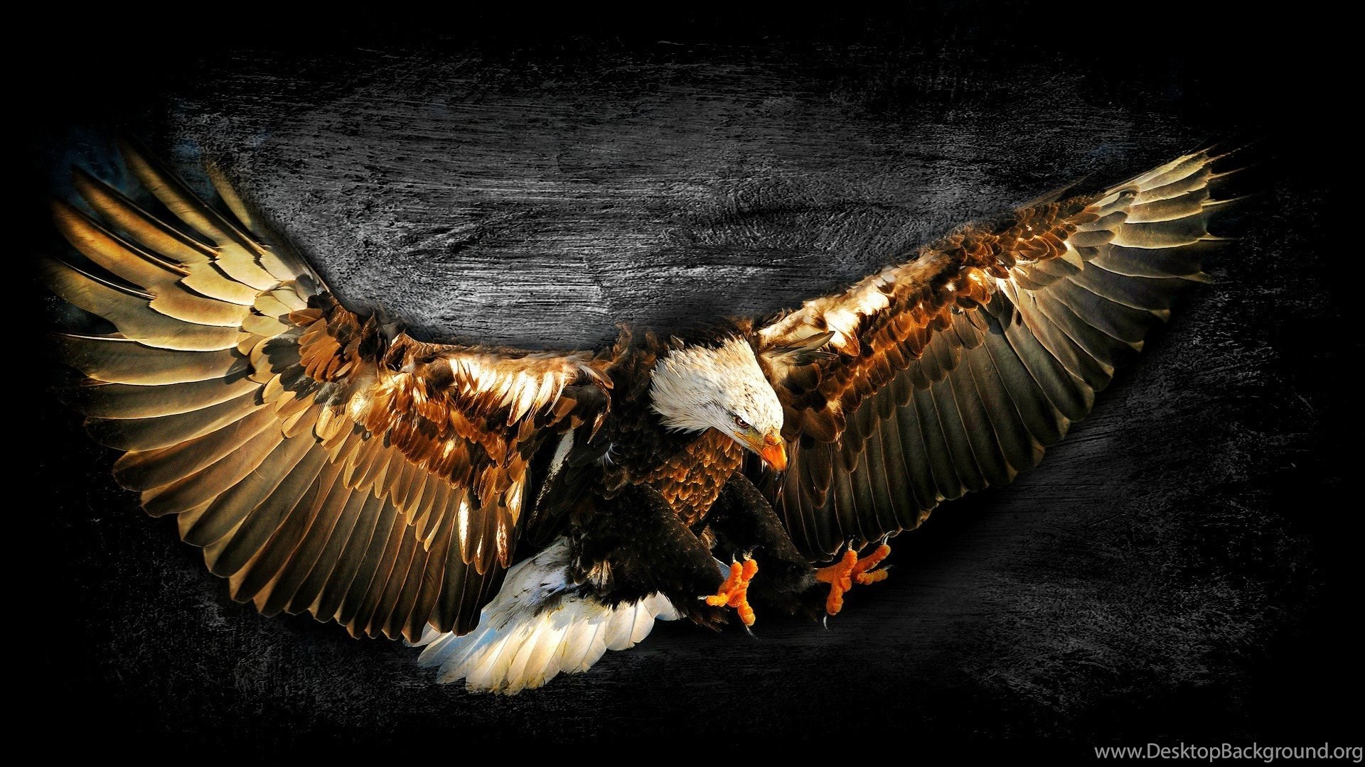 Bald Eagle Work Of Art Wallpaper Desktop Background