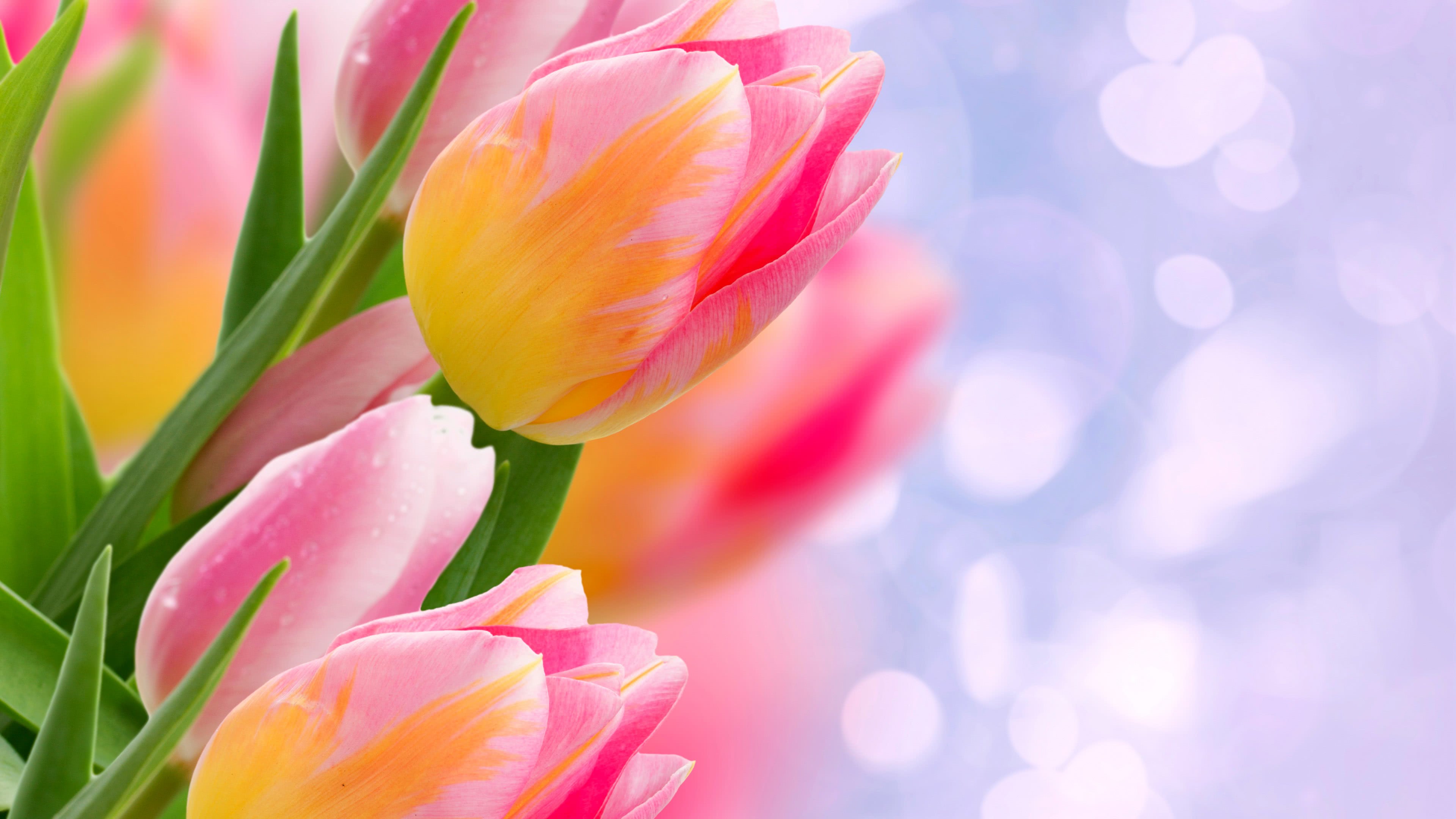 Tulips Pink And Yellow UHD 4K Wallpaper