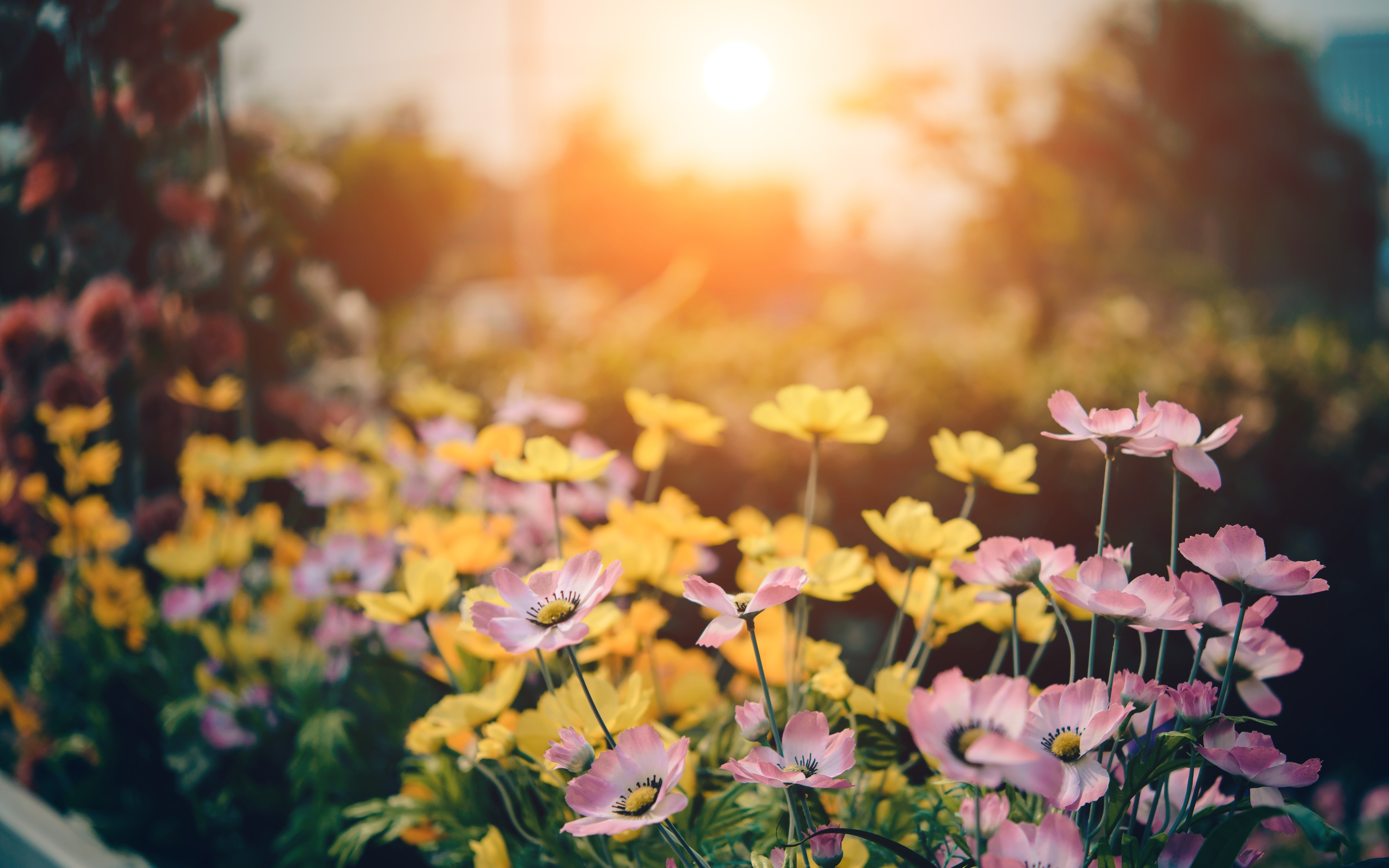 Wallpaper 4k Pink And Yellow Flowers 4k Wallpaper