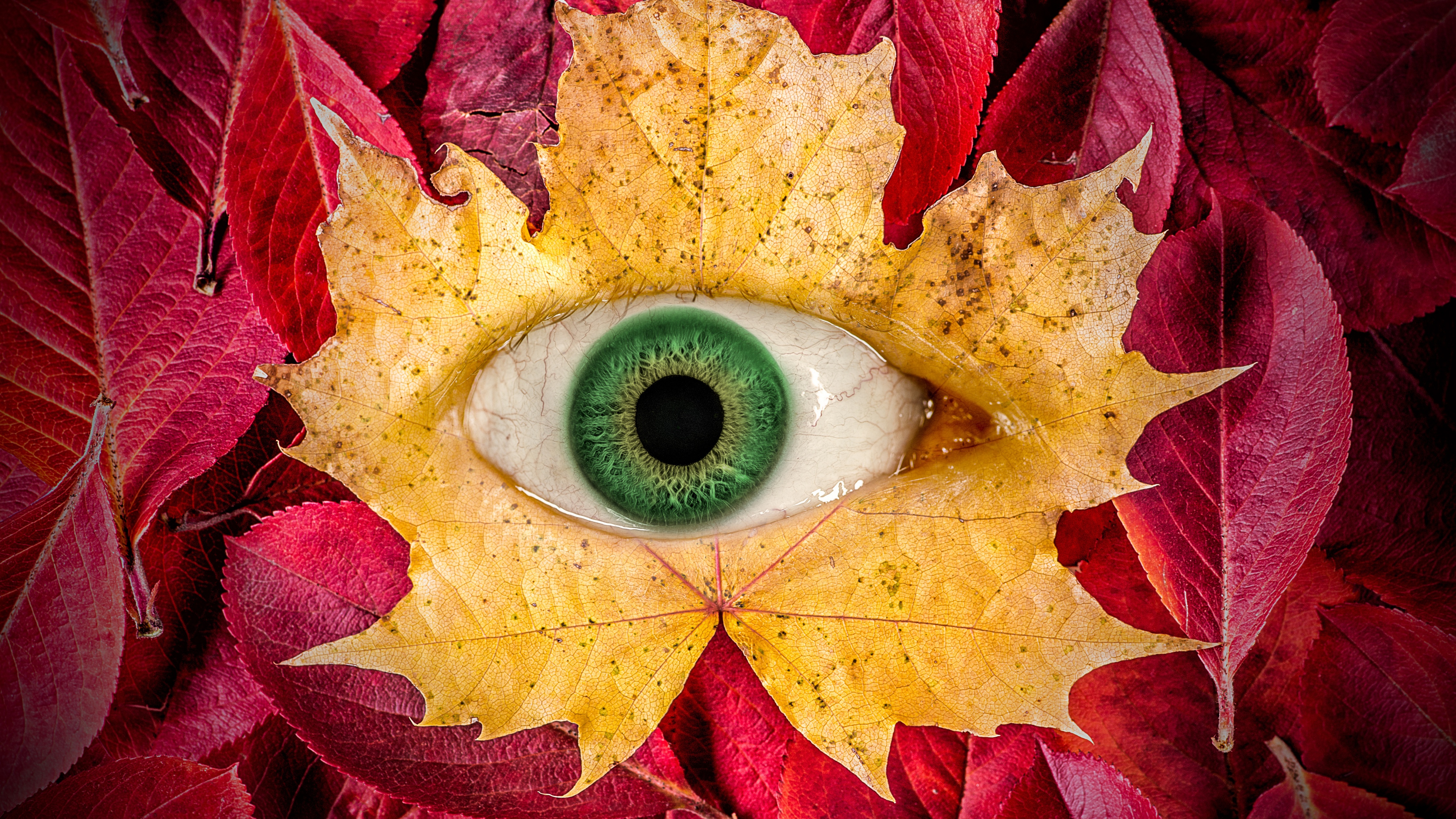 Autumn leaves Wallpaper 4K, Eye, Surreal, Maple leaves, Macro, Graphics CGI