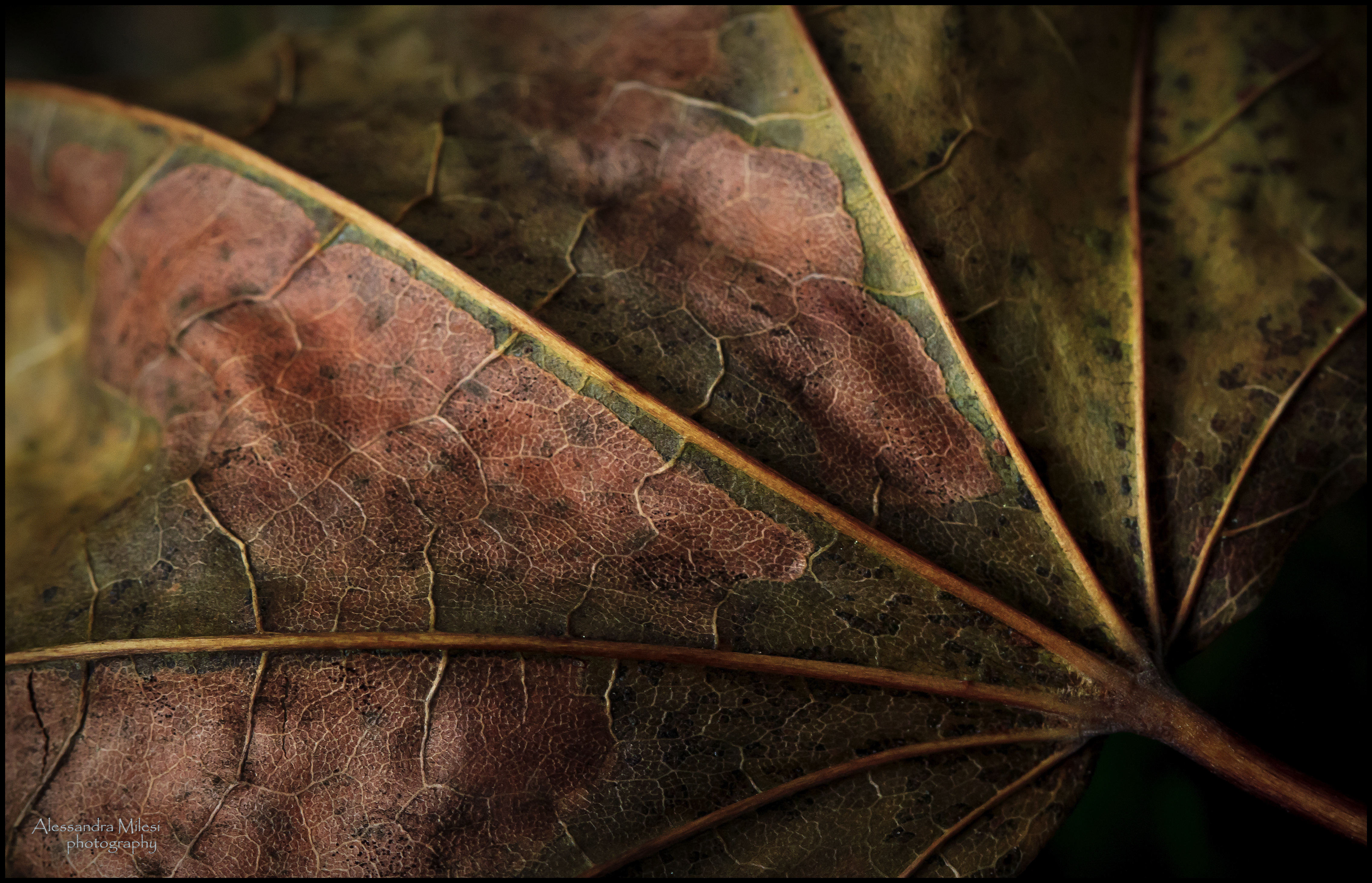 Wallpaper, autumn, macro, nature, leaf, october, natura, foglia, autunno, ottobre 4535x2919
