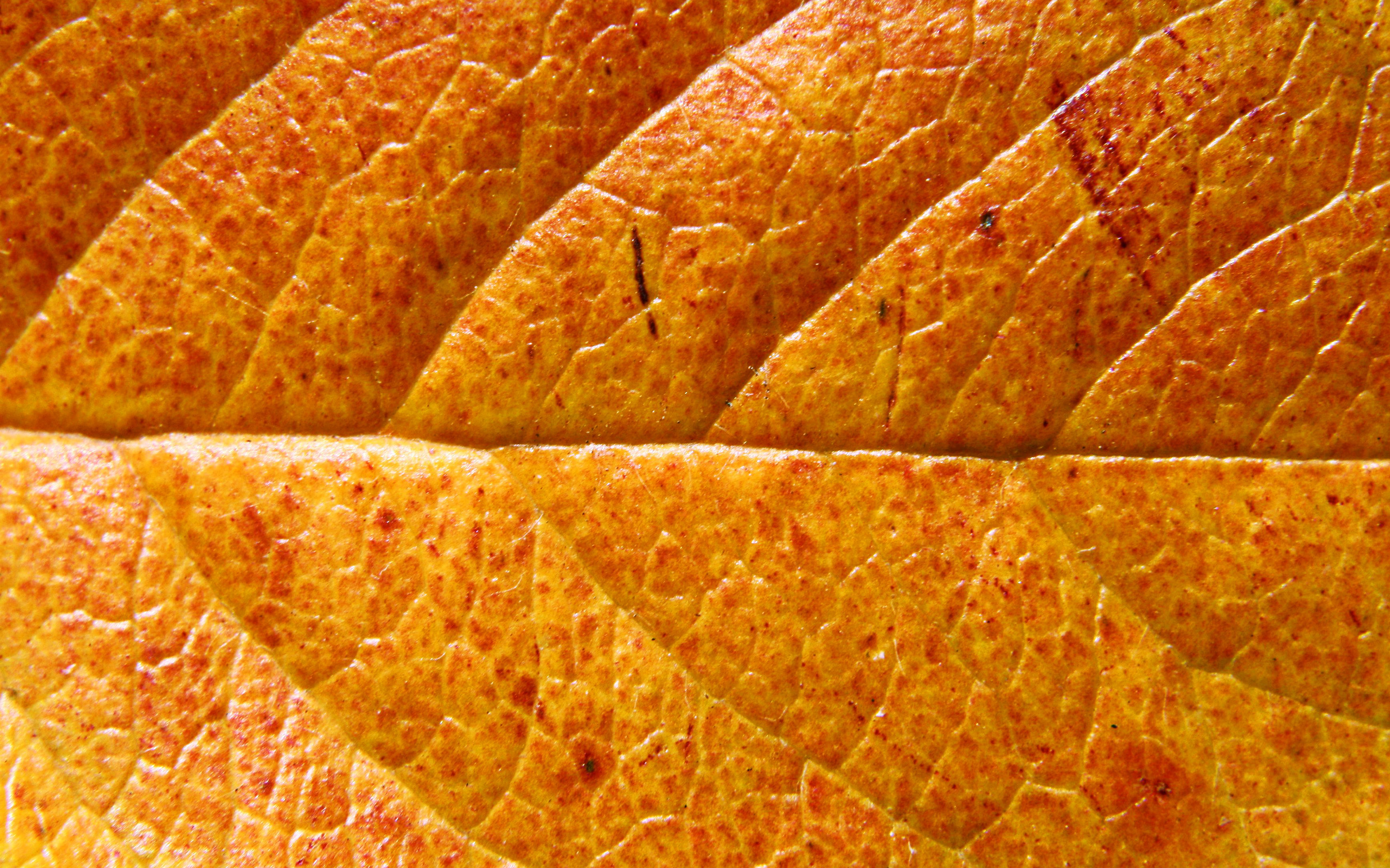 Download wallpaper orange leaves texture, macro, autumn leaves, leaves texture, orange leaf, leaf pattern, leaves, leaf textures, orange leaves for desktop with resolution 2880x1800. High Quality HD picture wallpaper