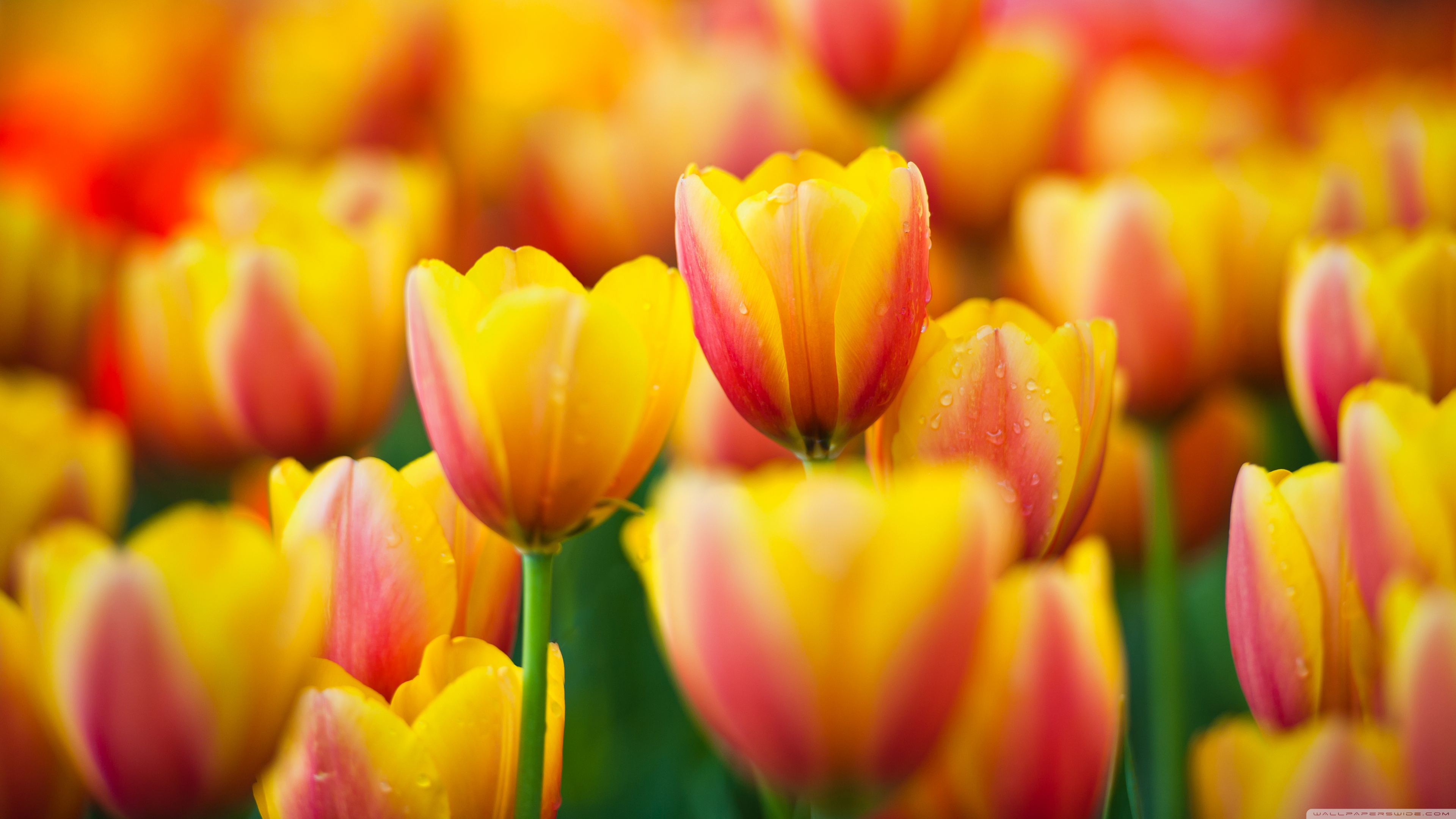 Yellow Pink Tulips Ultra HD Desktop Background Wallpaper for 4K UHD TV, Tablet